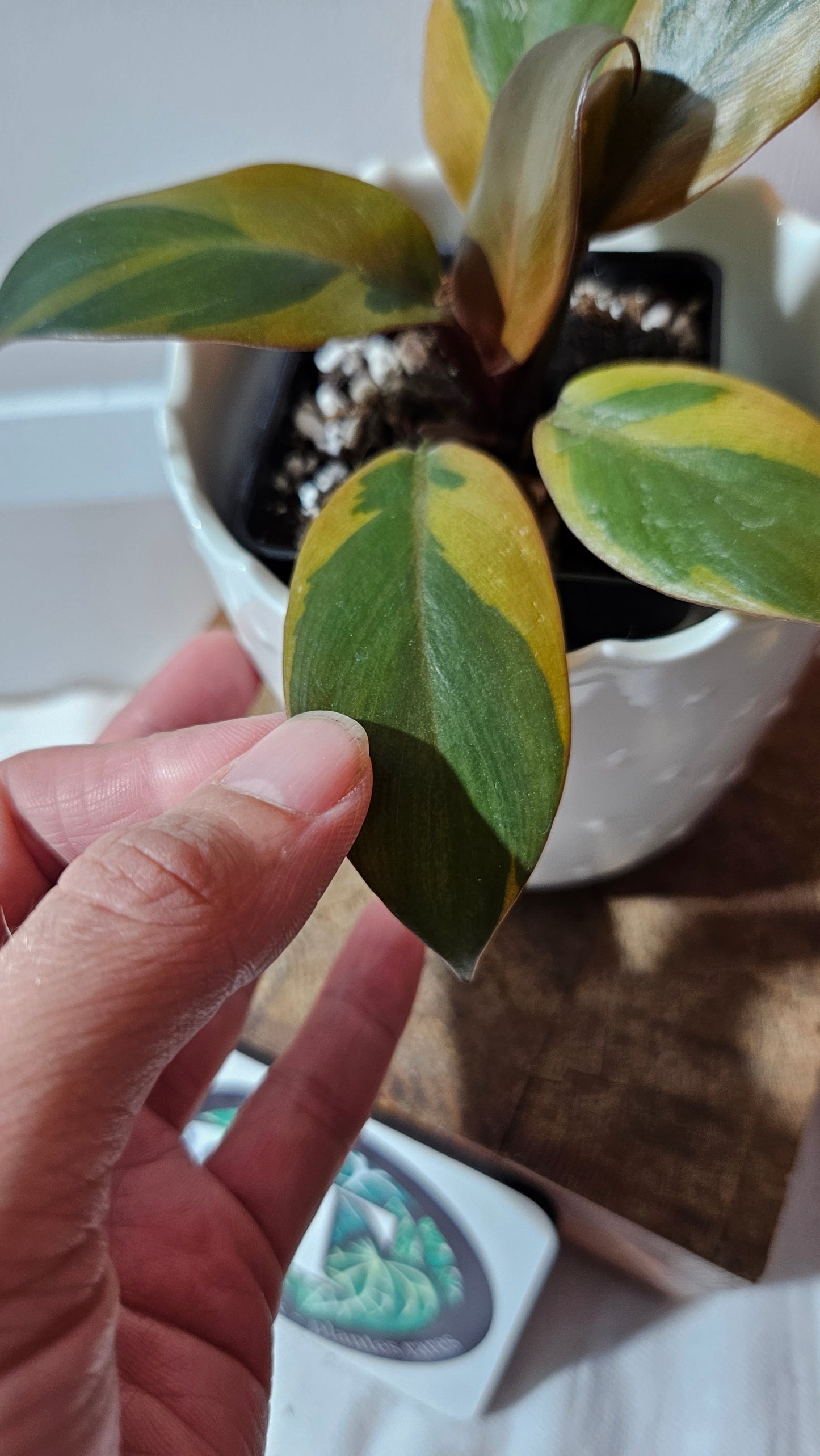 Philodendron Black Cardinal Variegata (PHI-890)