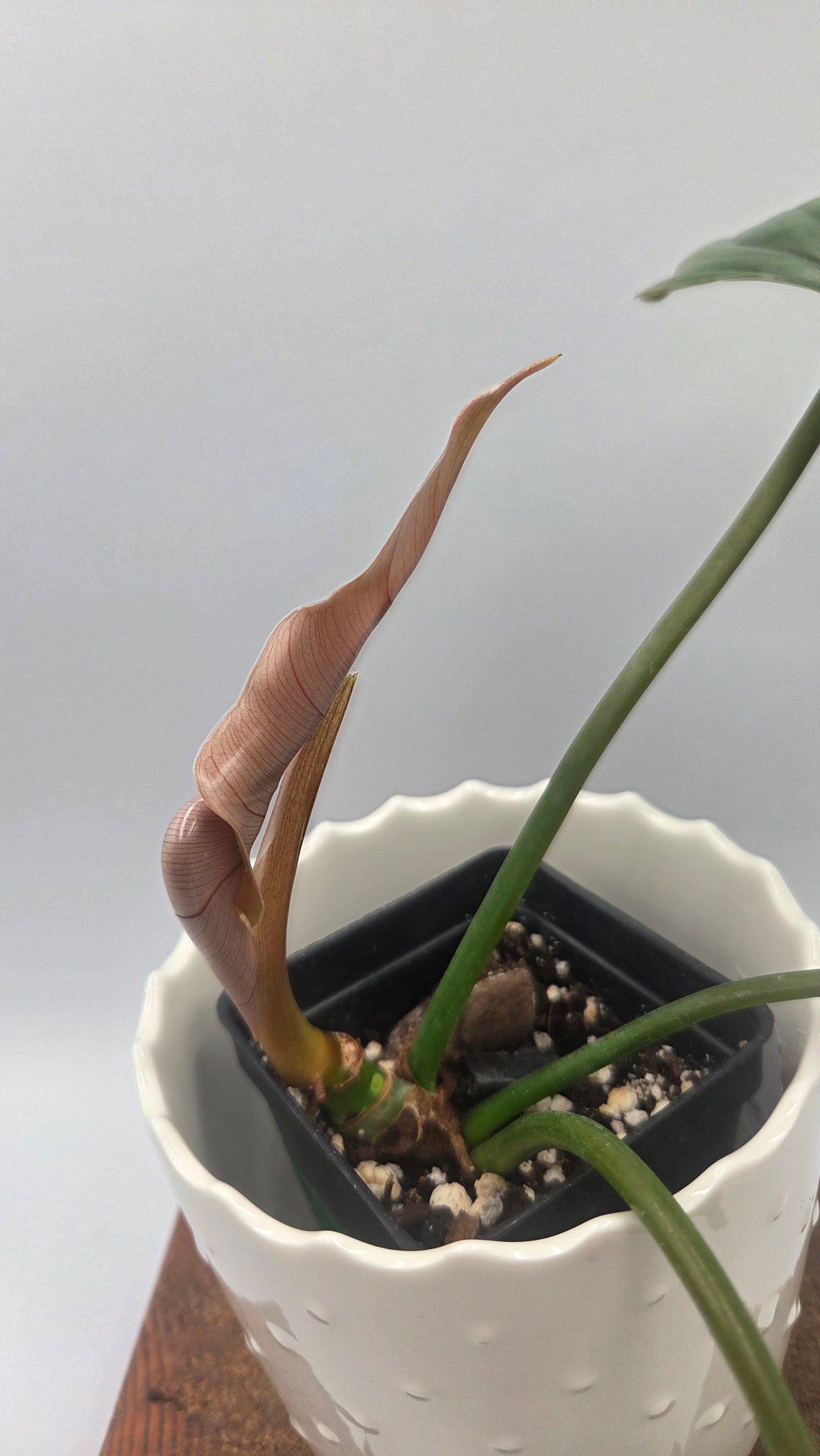 Philodendron Plowmanii X Mayoi (PHI-1093)
