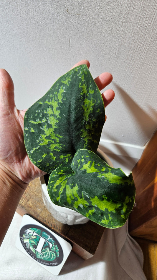 Scindapsus Macan (SCI-1111)