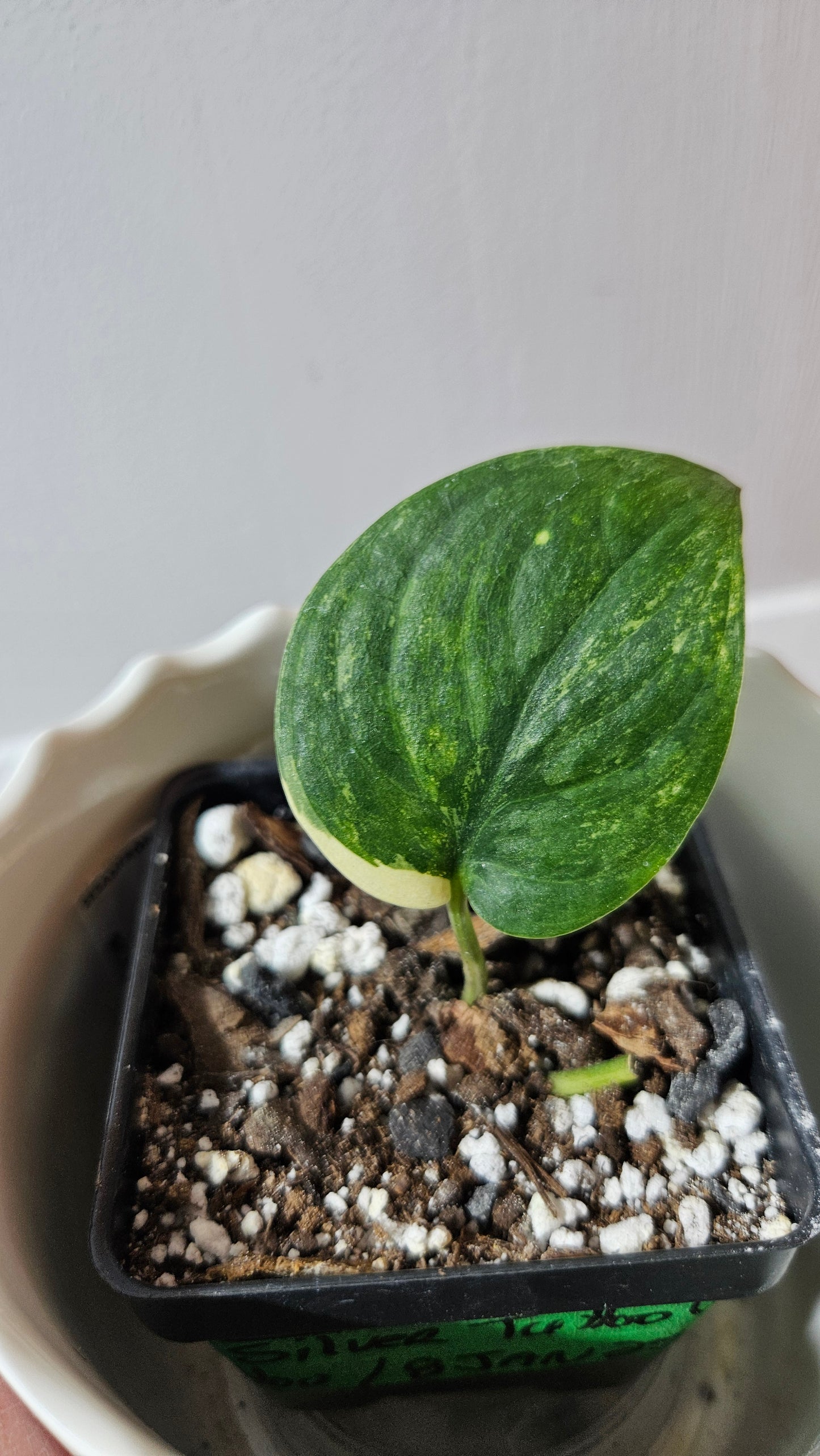 Scindapsus Silver Tattoo Variegata (SCI-752)