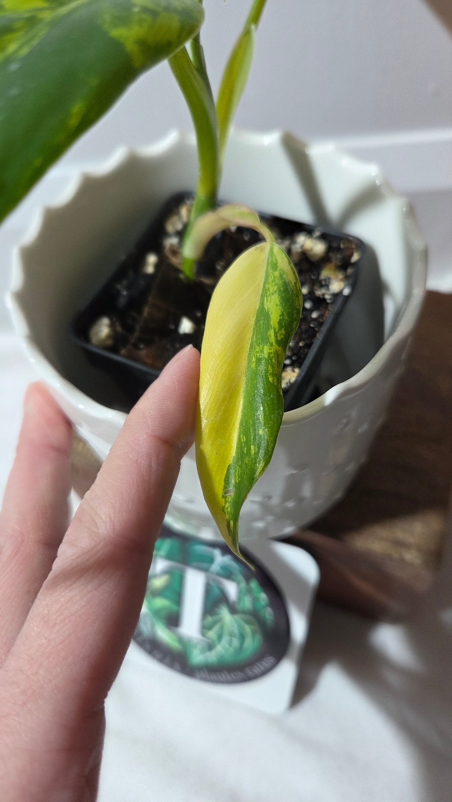 Philodendron Domesticum Variegata (PHI-966)