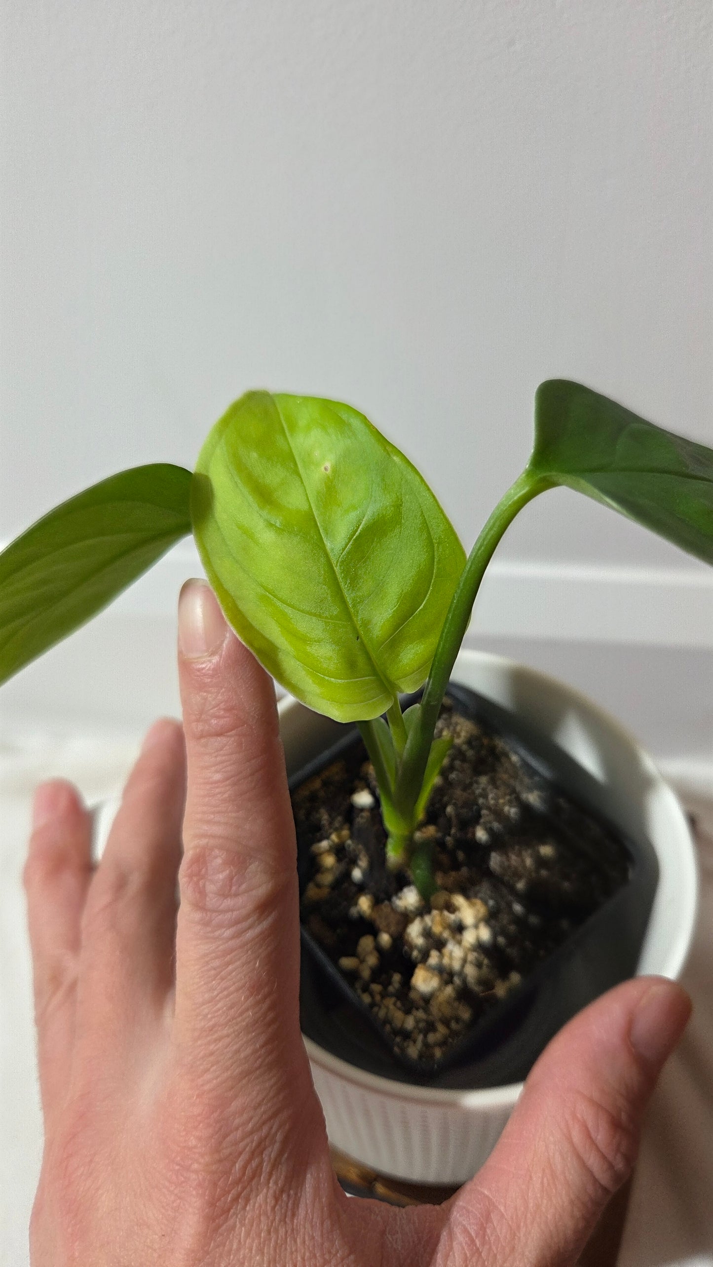 Monstera Obliqua Aff LaUnion (MON-516)