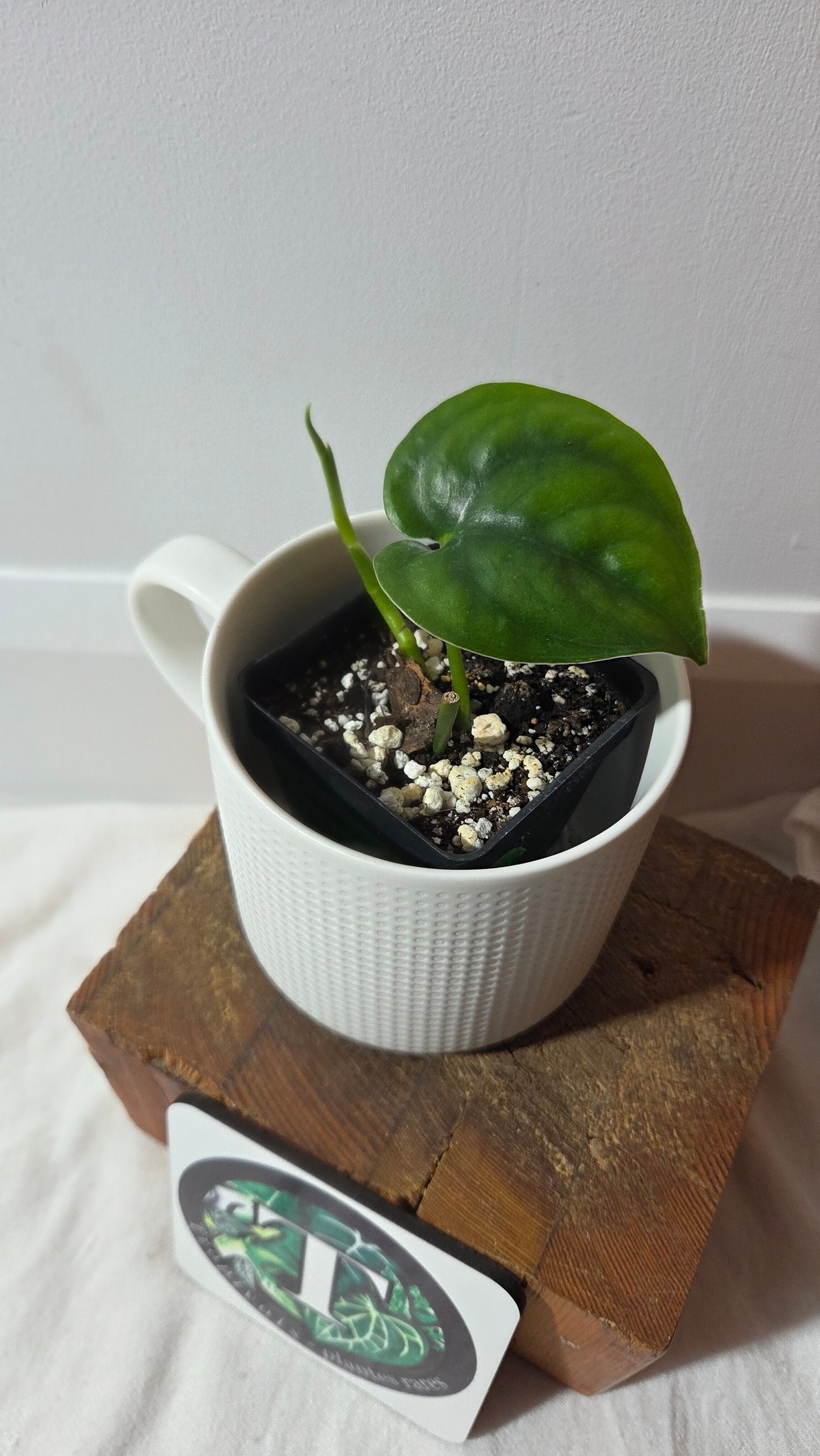 Scindapsus Lucens (SCI-1403)