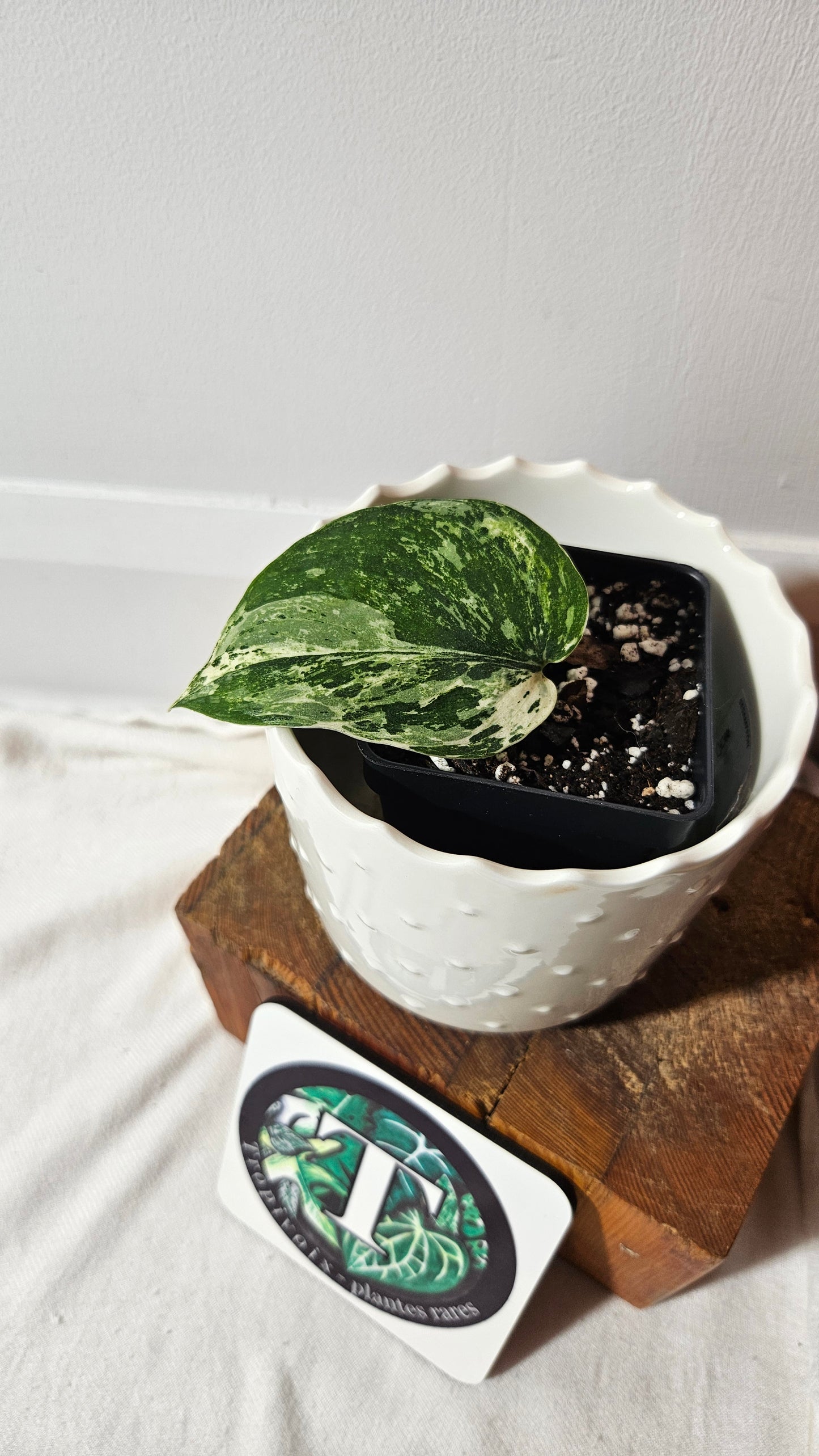 Scindapsus Dark satin Tricolore (SCI-1042)