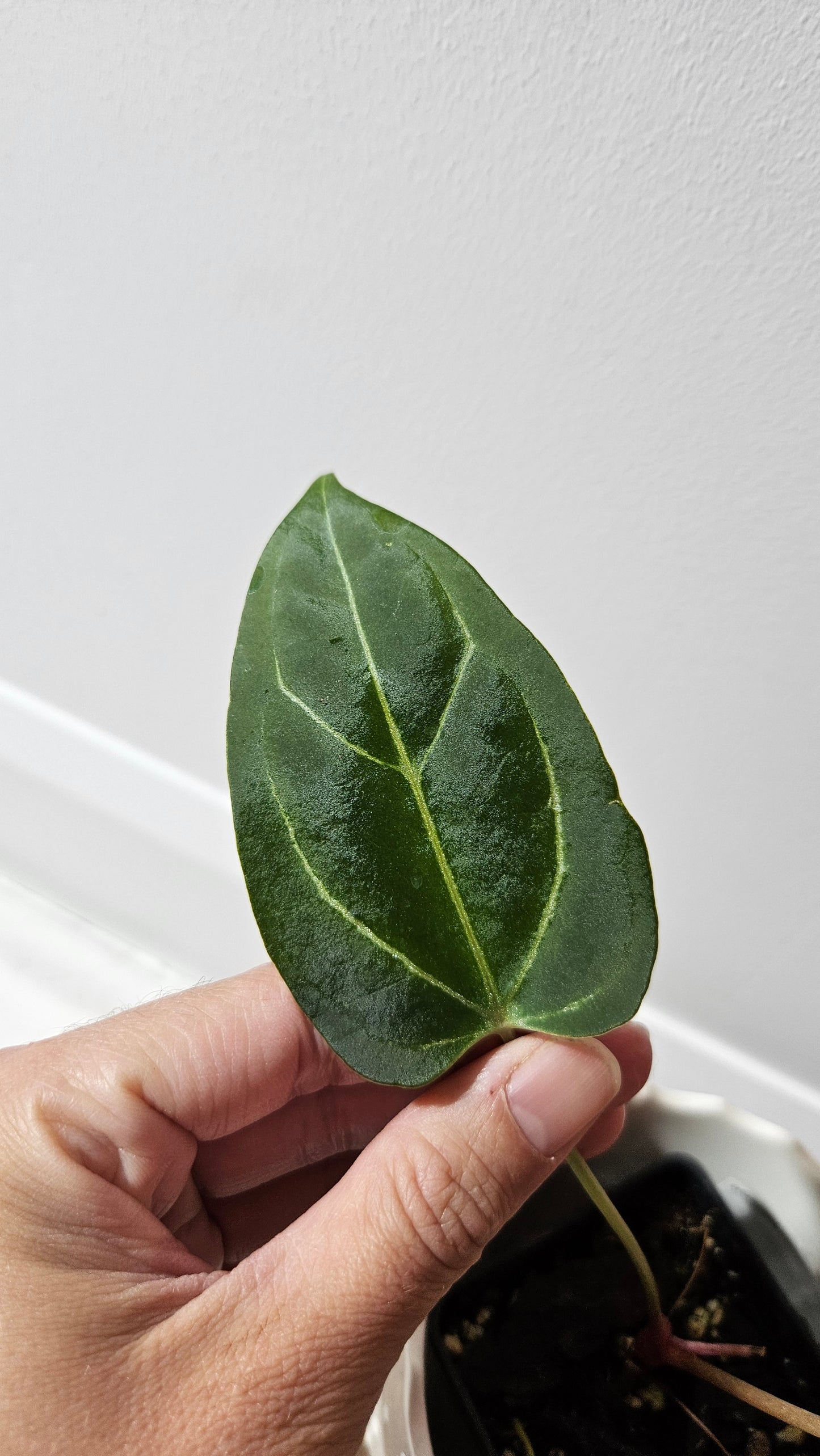 Anthurium Dorayaki Silver Hybrid "format PETIT"( ANT-184)