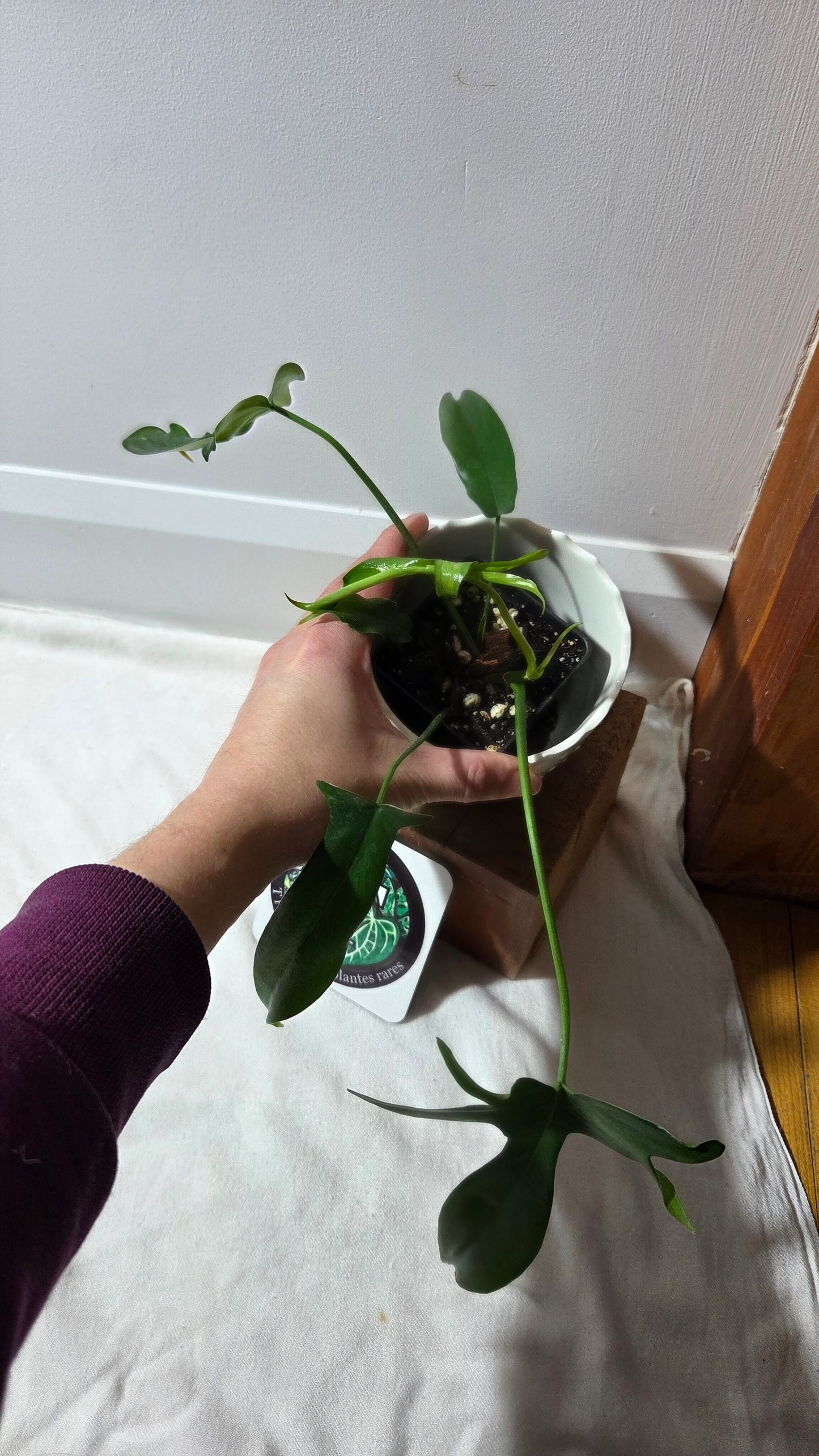 Philodendron Gladhands (PHI-957)