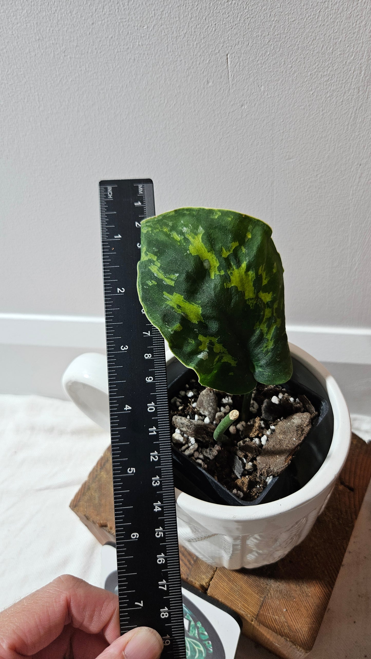 Scindapsus Macan (SCI-1268)