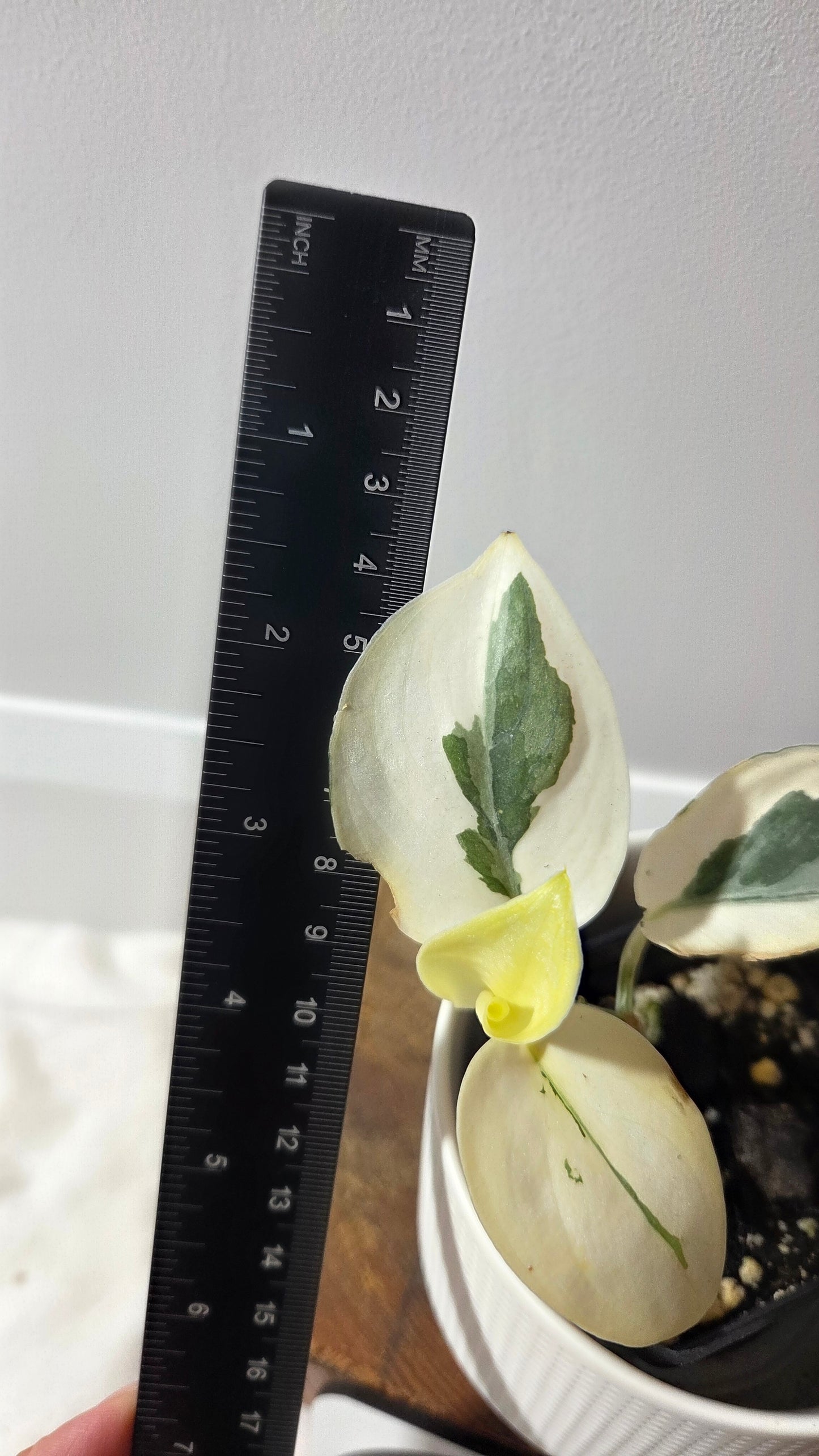 Scindapsus Simbara Mutation (SCI-1386)