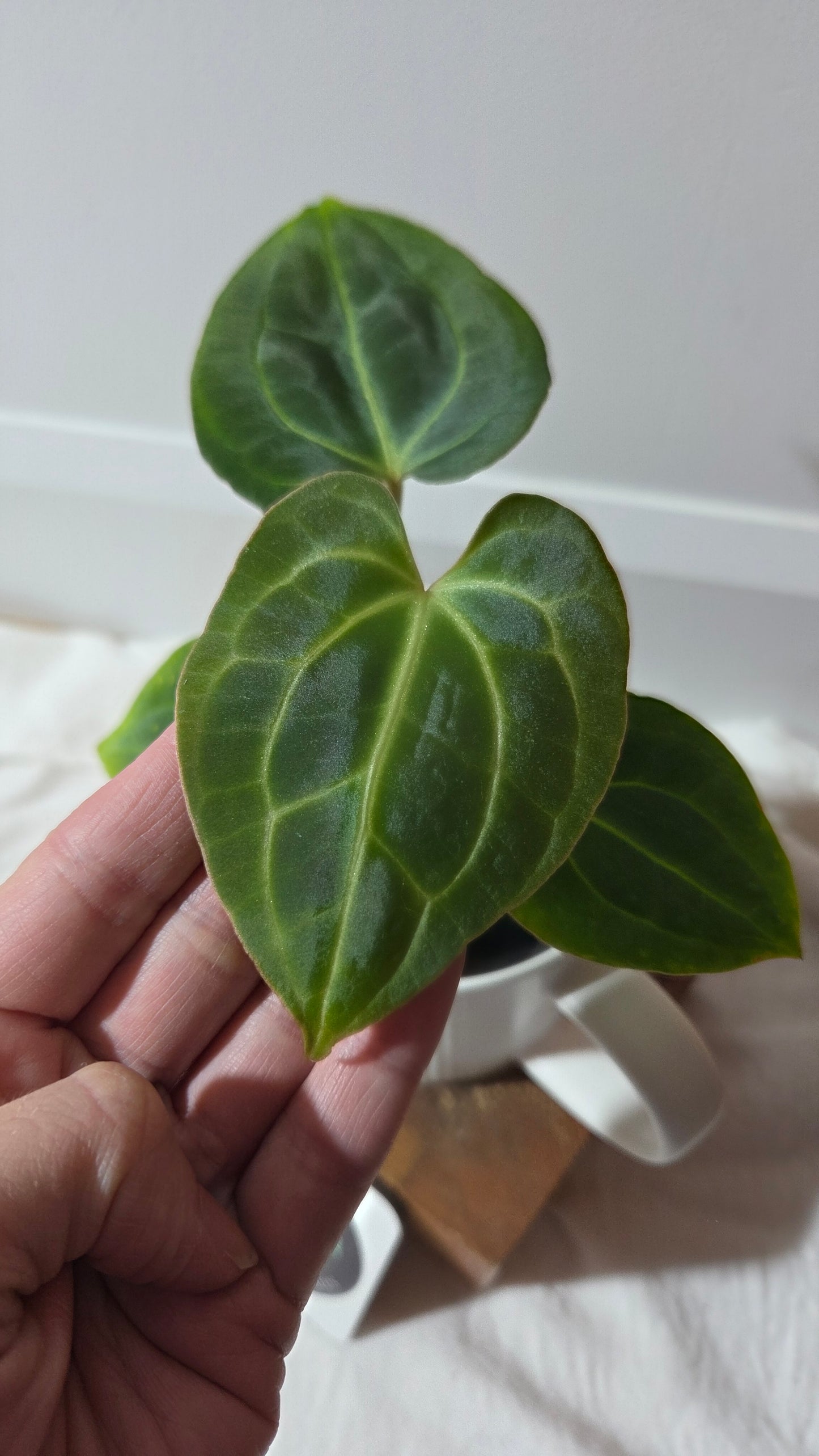 Anthurium Besseae Aff Dark "Format PETIT" (ANT-666)