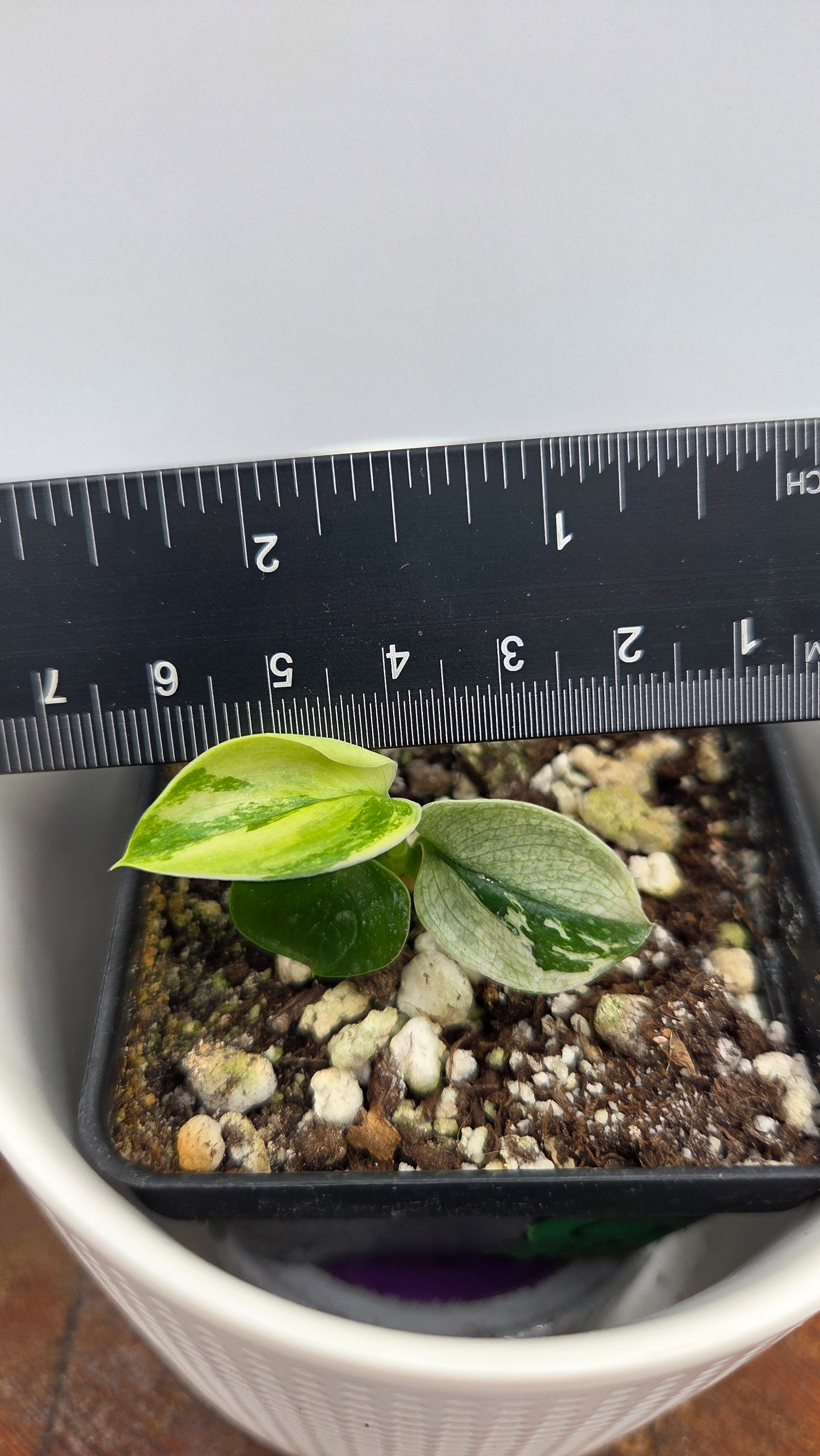 Scindapsus Moonlight Mint (SCI-873)