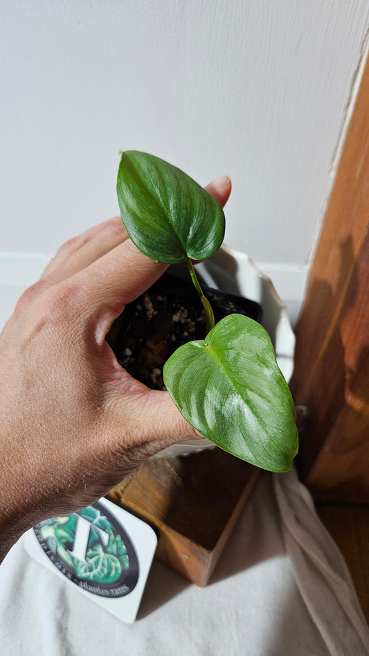 Philodendron Pastazanum Platinum (PHI-826)