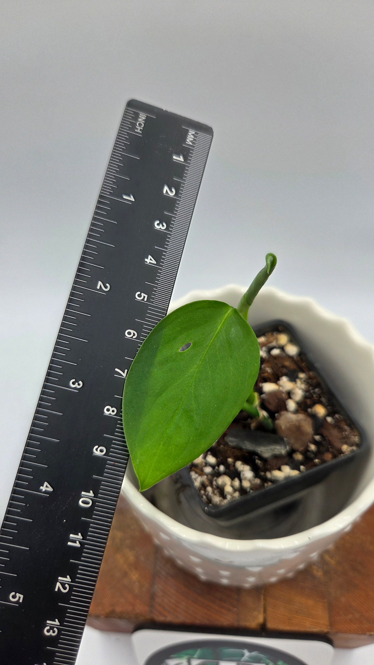 Monstera Obliqua Aff Indanza (MON-436)