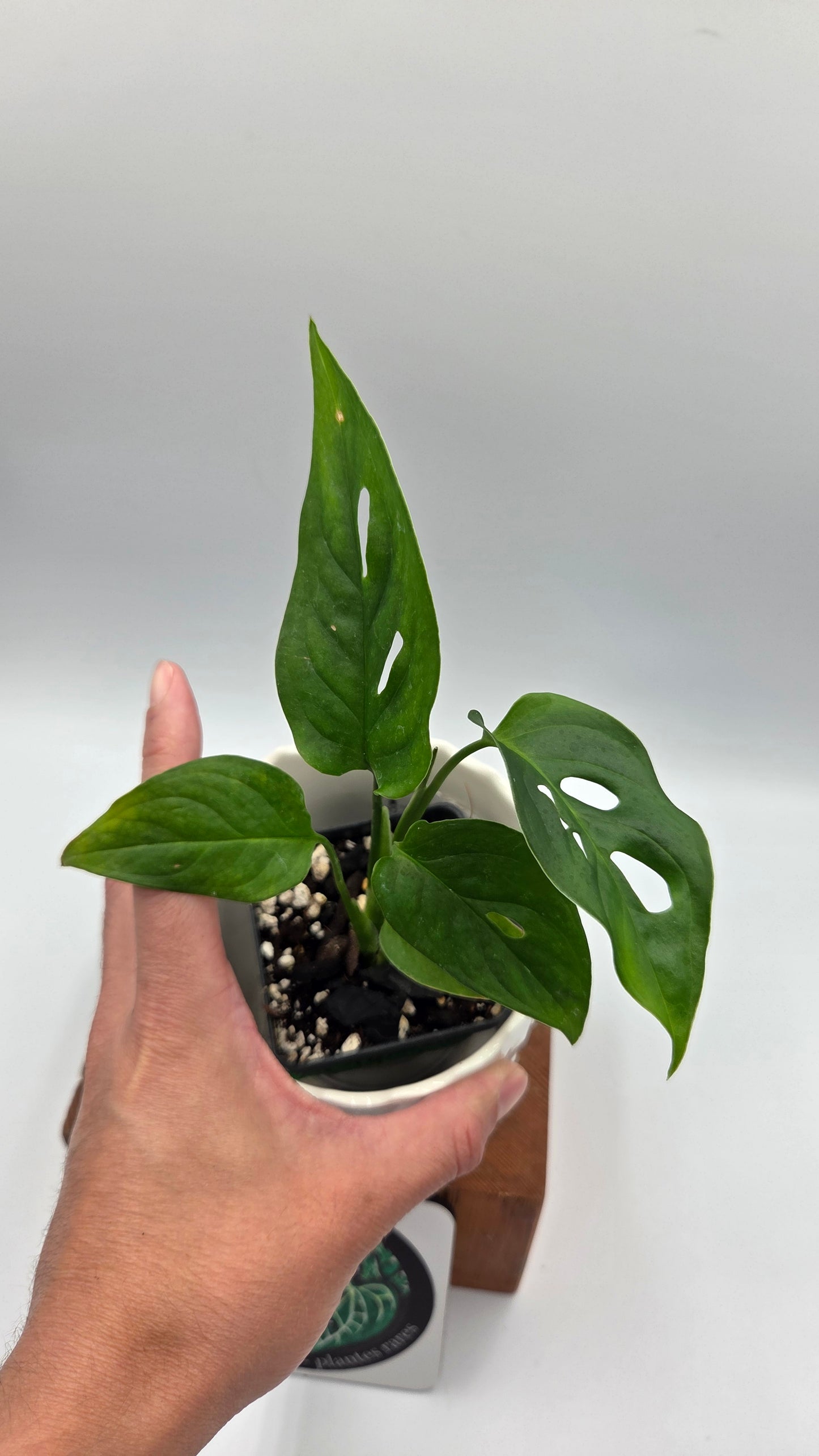 Monstera Obliqua Aff Tamarindo (MON-552)
