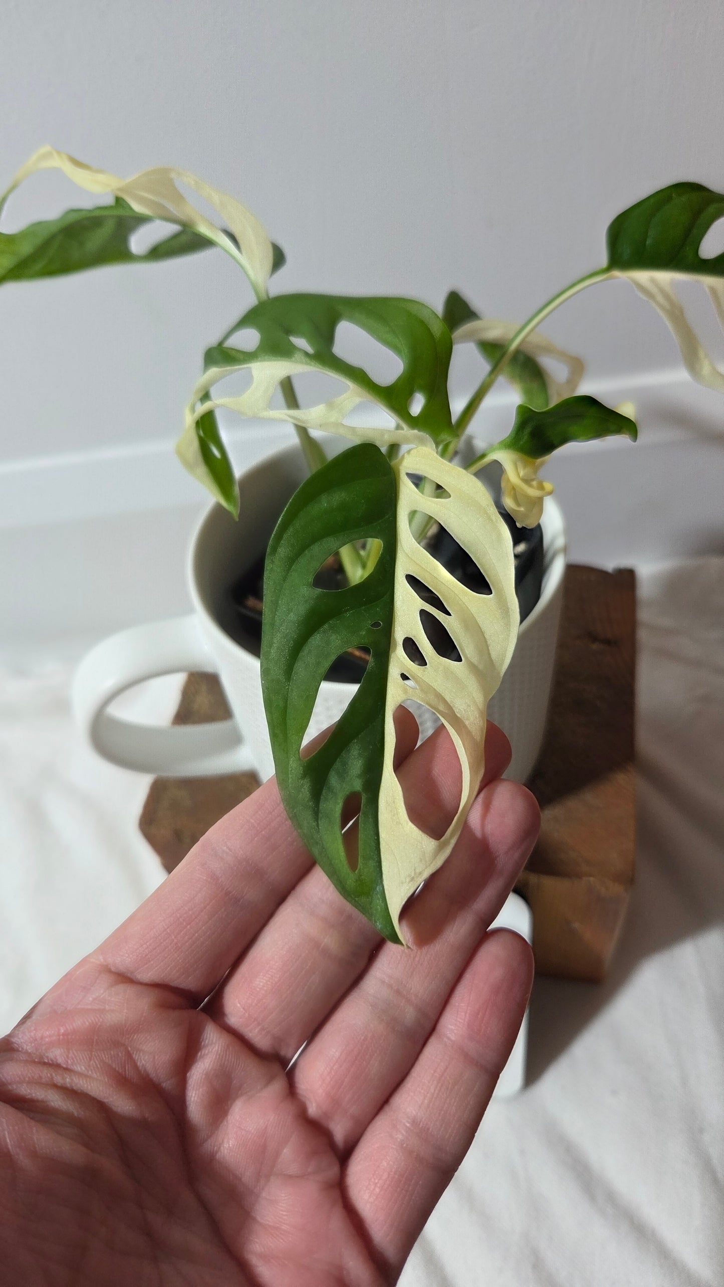 Monstera Andasonii Albo/ Génétique Half&Half (MON-507)
