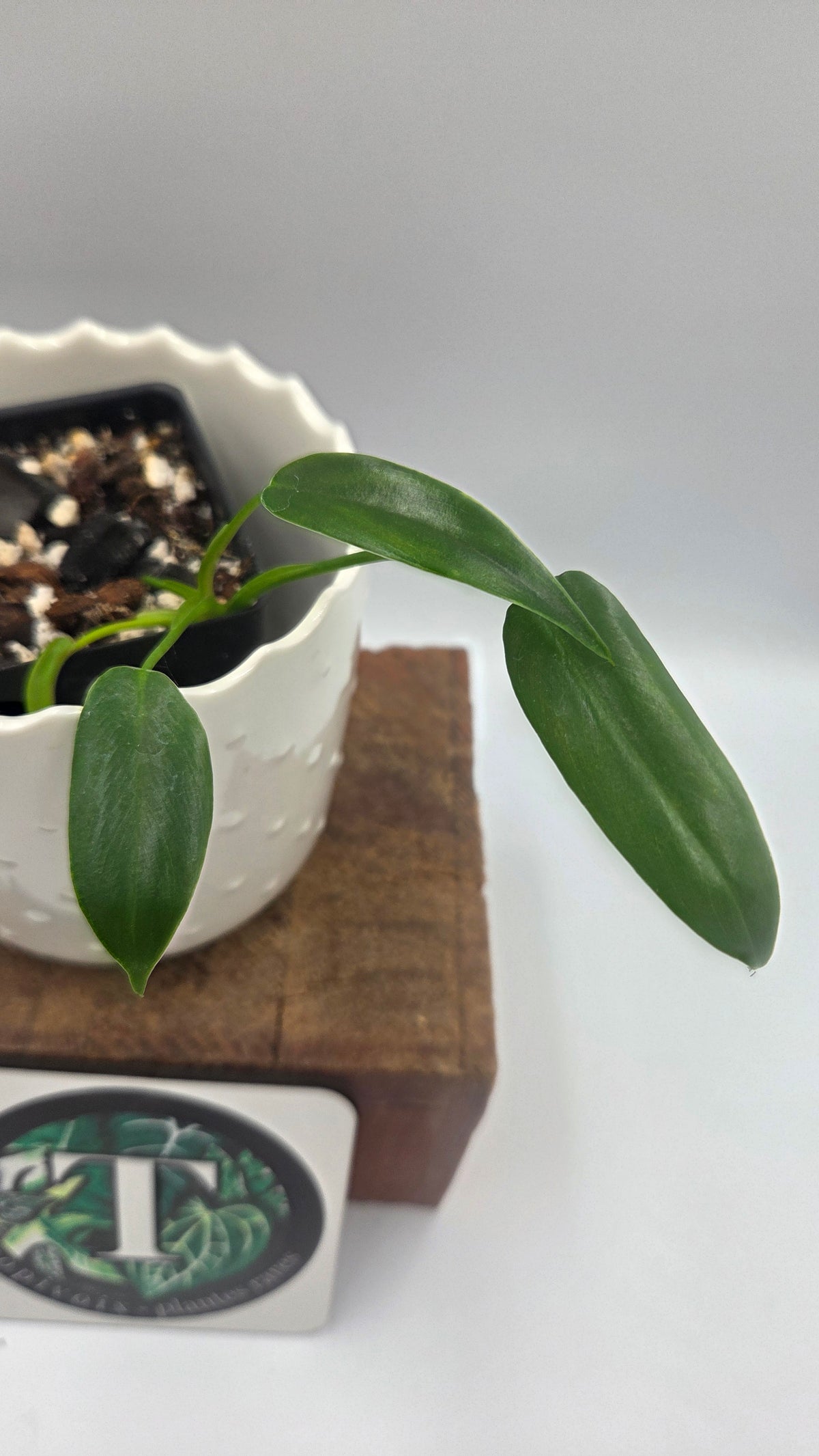Philodendron Dayaneth Dreams/(Paloraense/Spiritus Santi) (PHI-1090)
