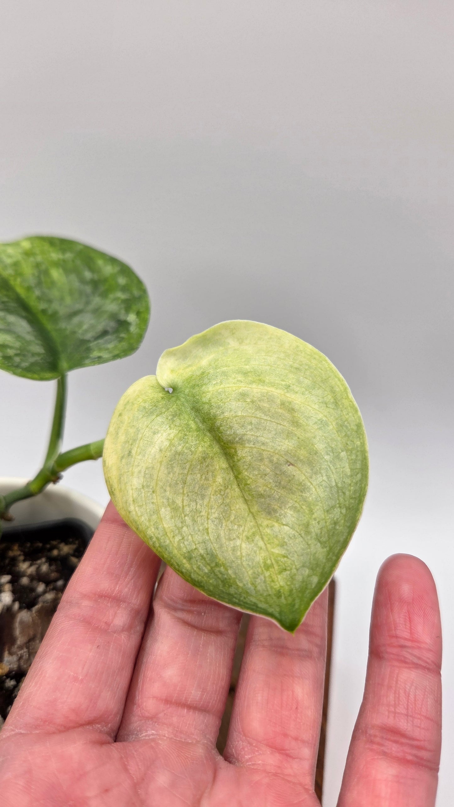 Scindapsus Silver Satin Splash (SCI-847)