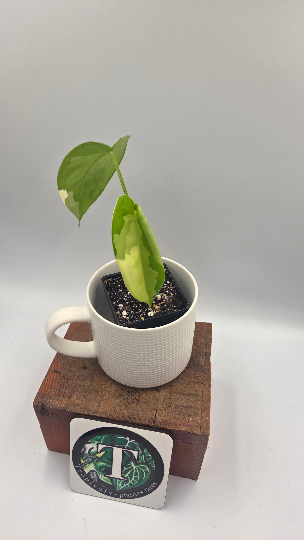 Syngonium Chiapense Albo (SYN-424)