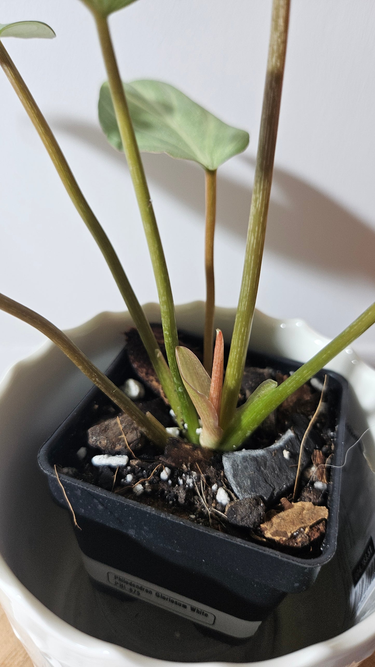 Philodendron Gloriosum White (PHI-675)