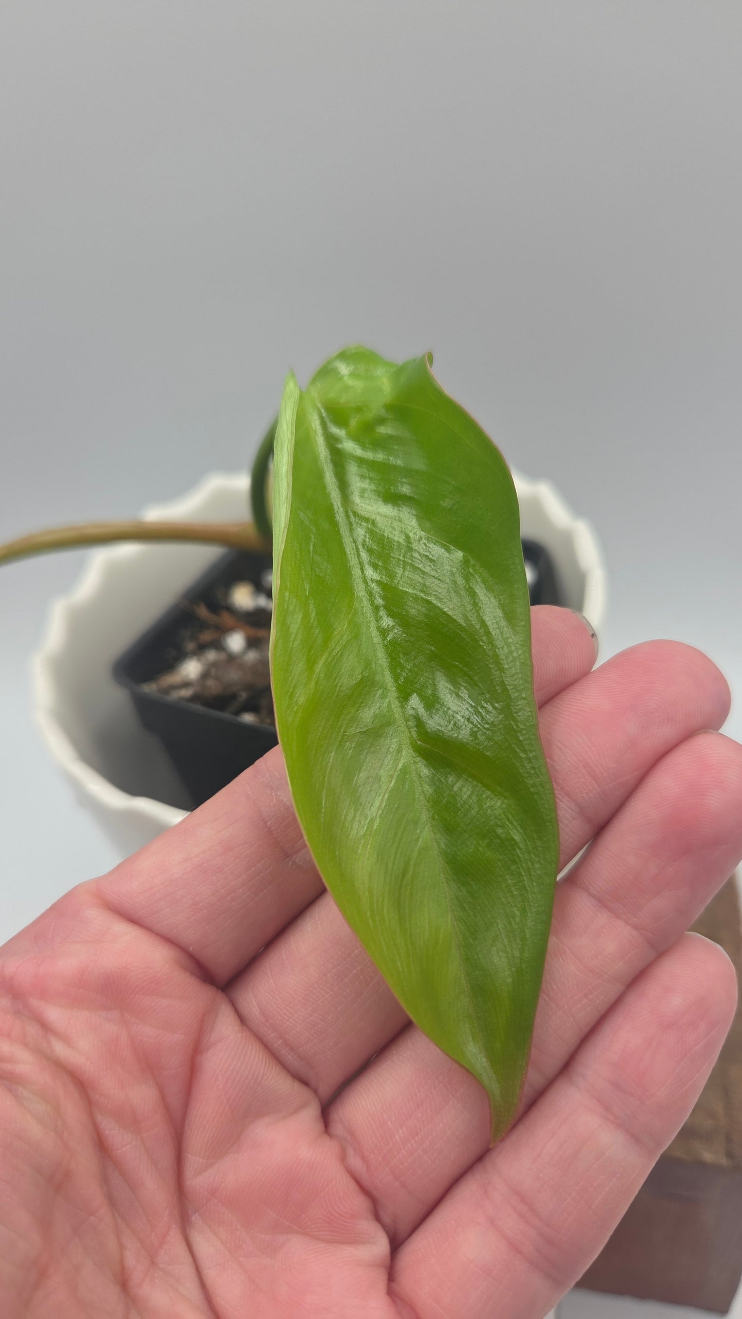 Philodendron Billietiae Aff (PHI-1081)