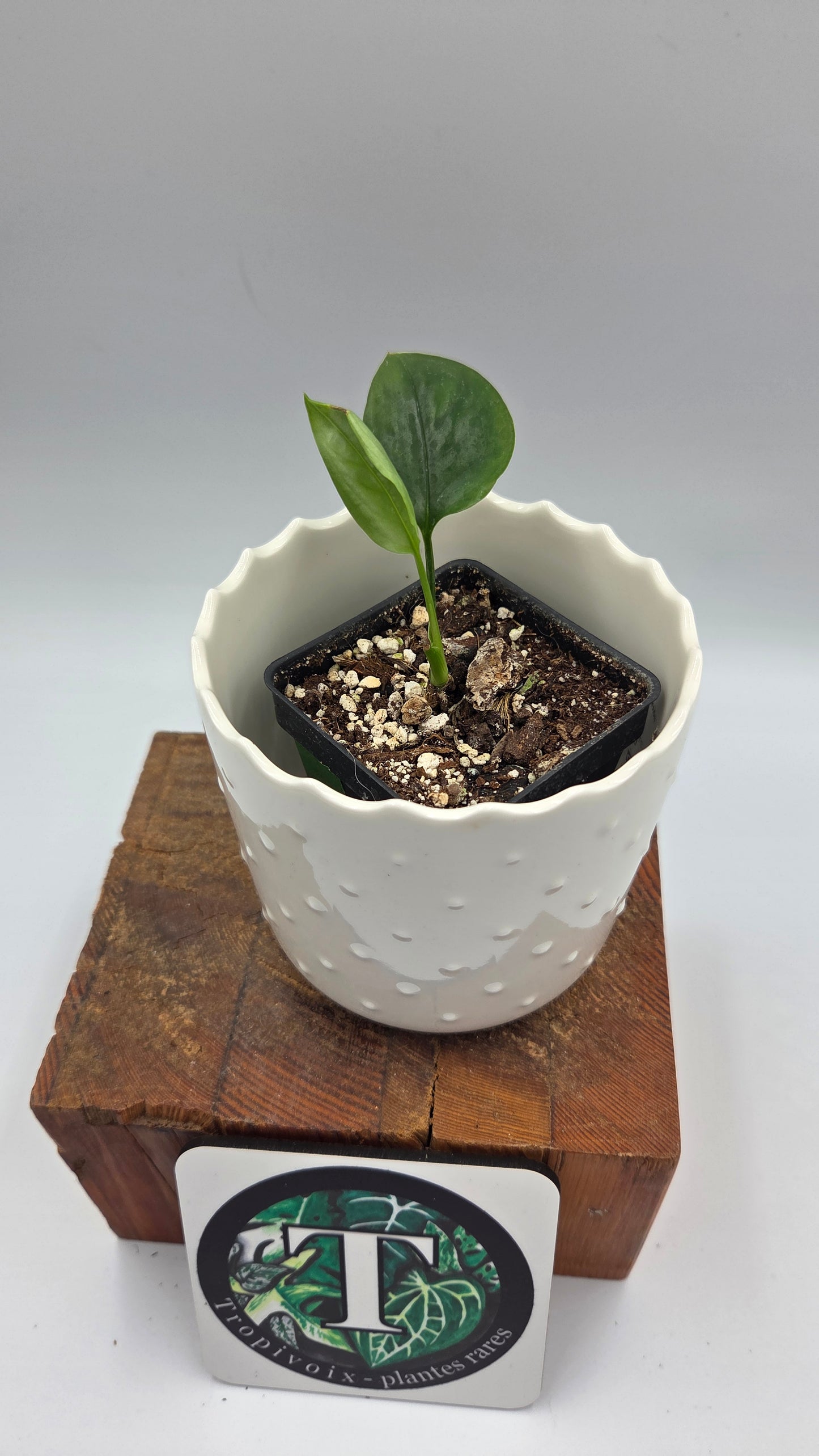 Monstera Obliqua Aff Amazonica (MON-247)