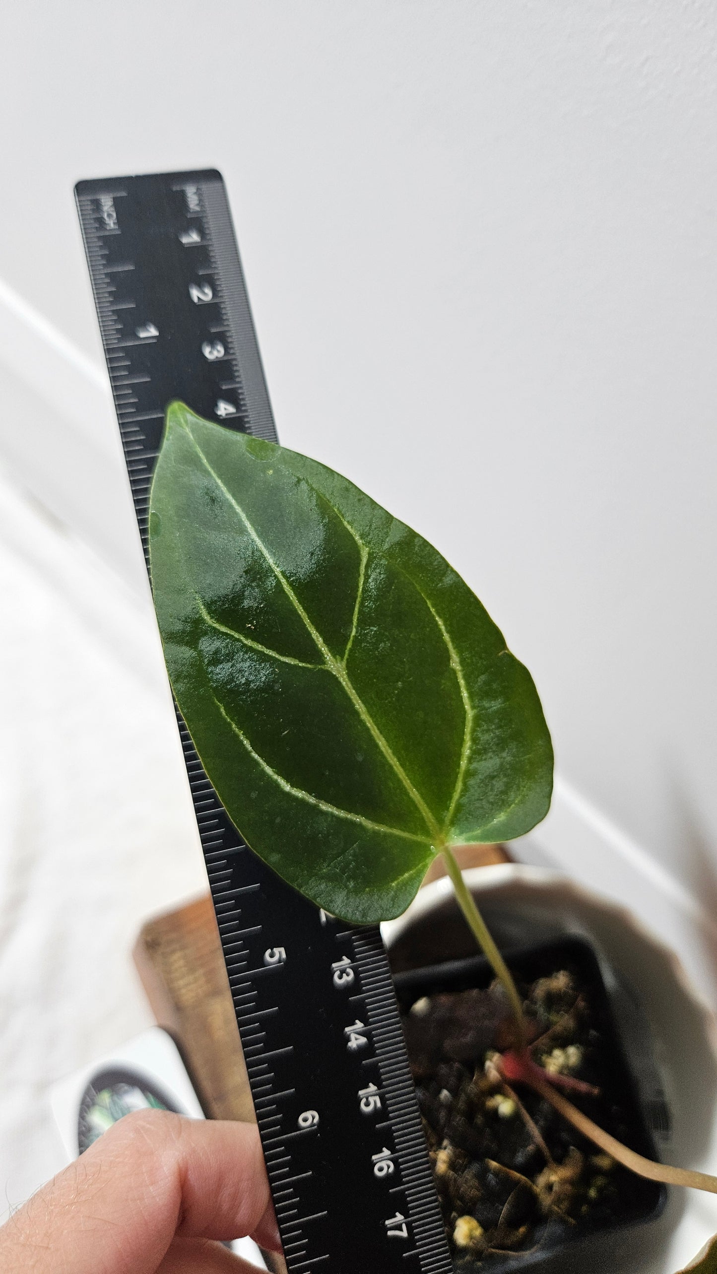 Anthurium Dorayaki Silver Hybrid "format PETIT"( ANT-184)