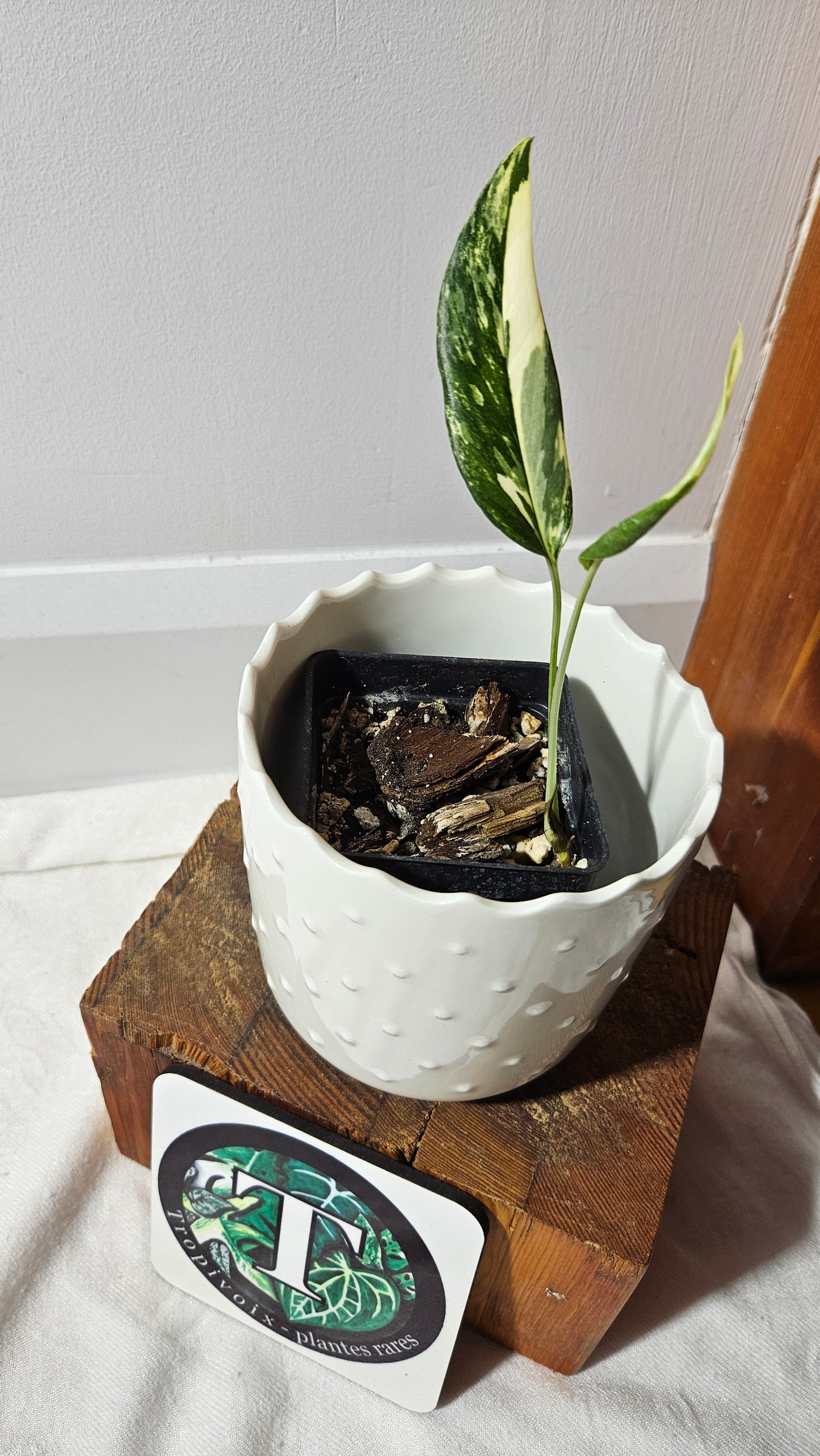Epipremnum pinnatum Albo (EPI-212)