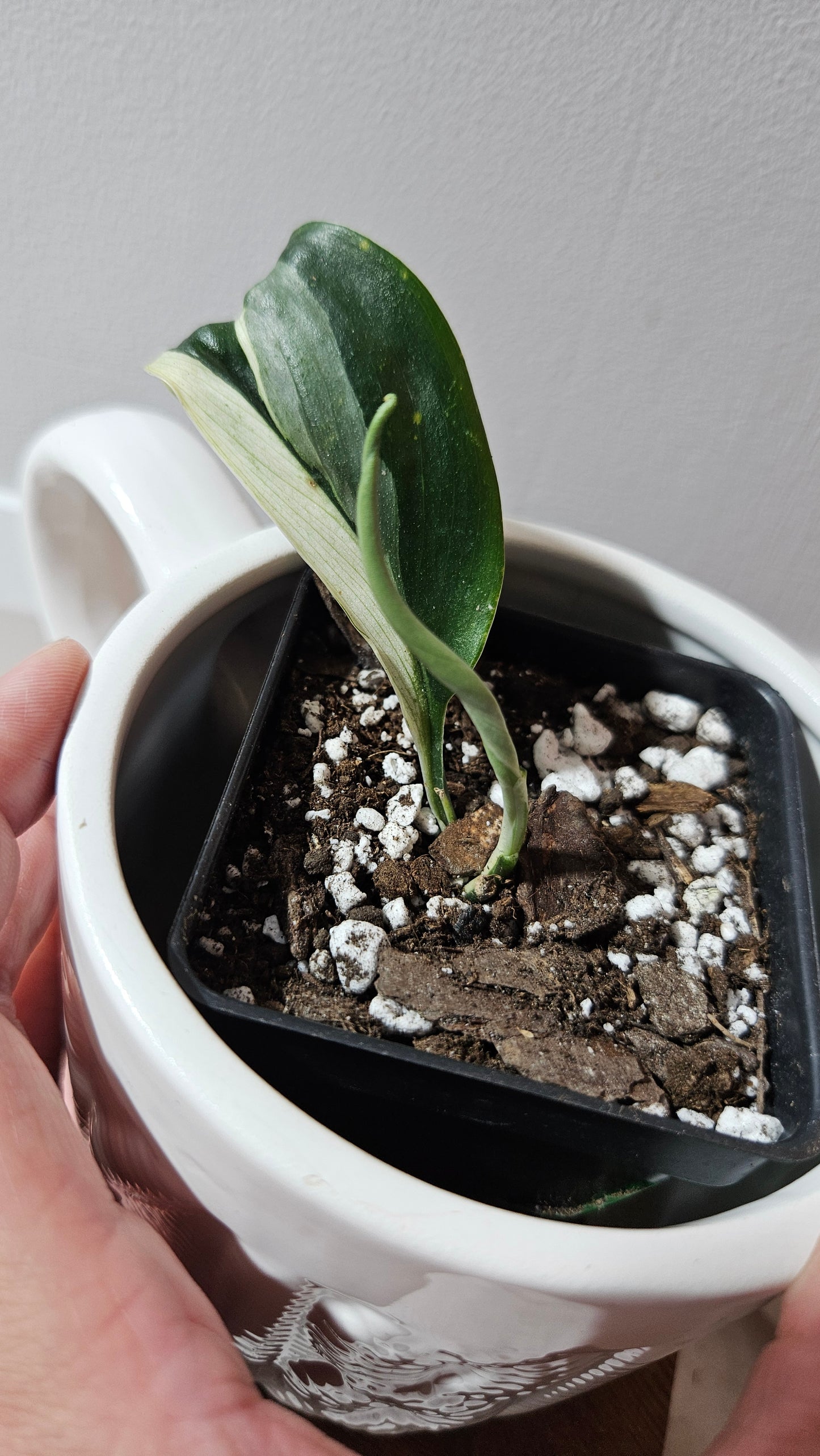 Scindapsus Treubii Dark Form albo (SCI-1265)