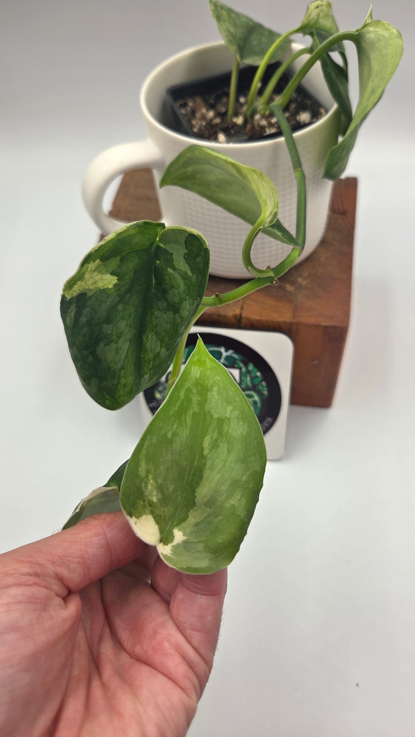 Scindapsus Dark Splash Variegata (SCI-850)