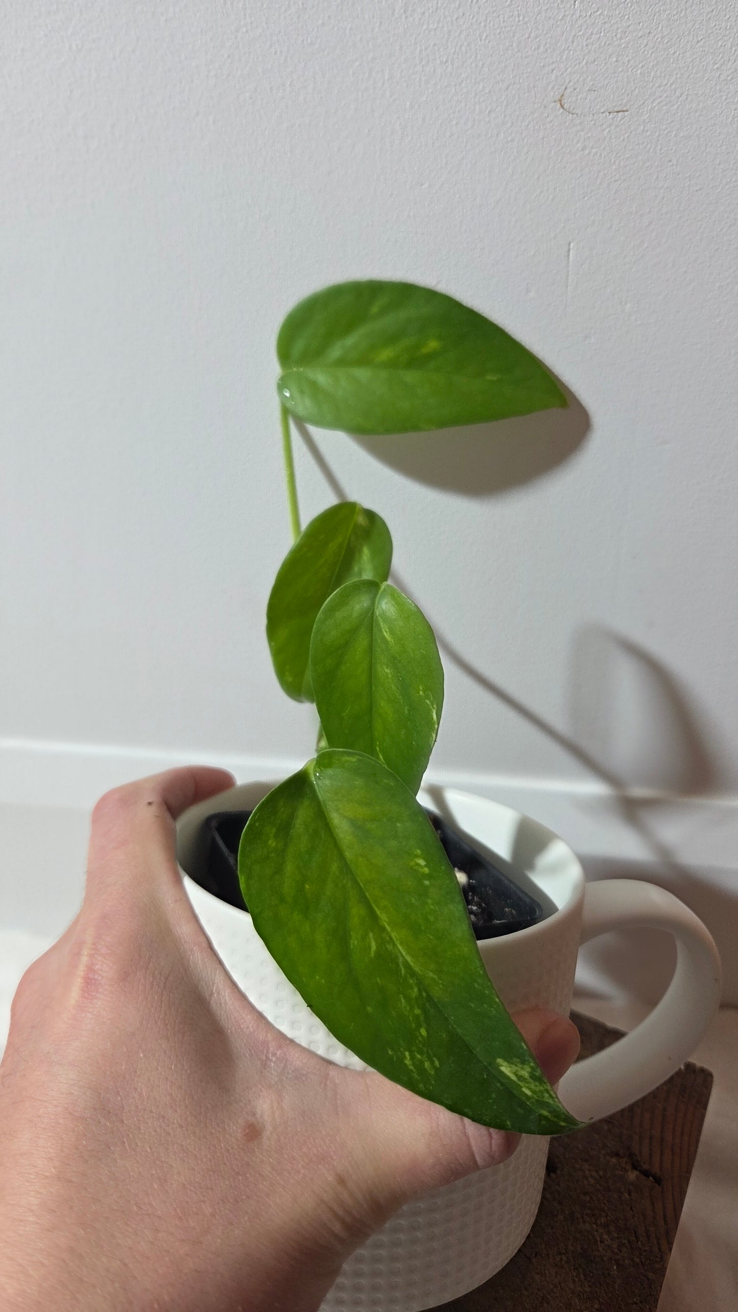 Epipremnum pinnatum Yellow Sunrise (EPI-233)