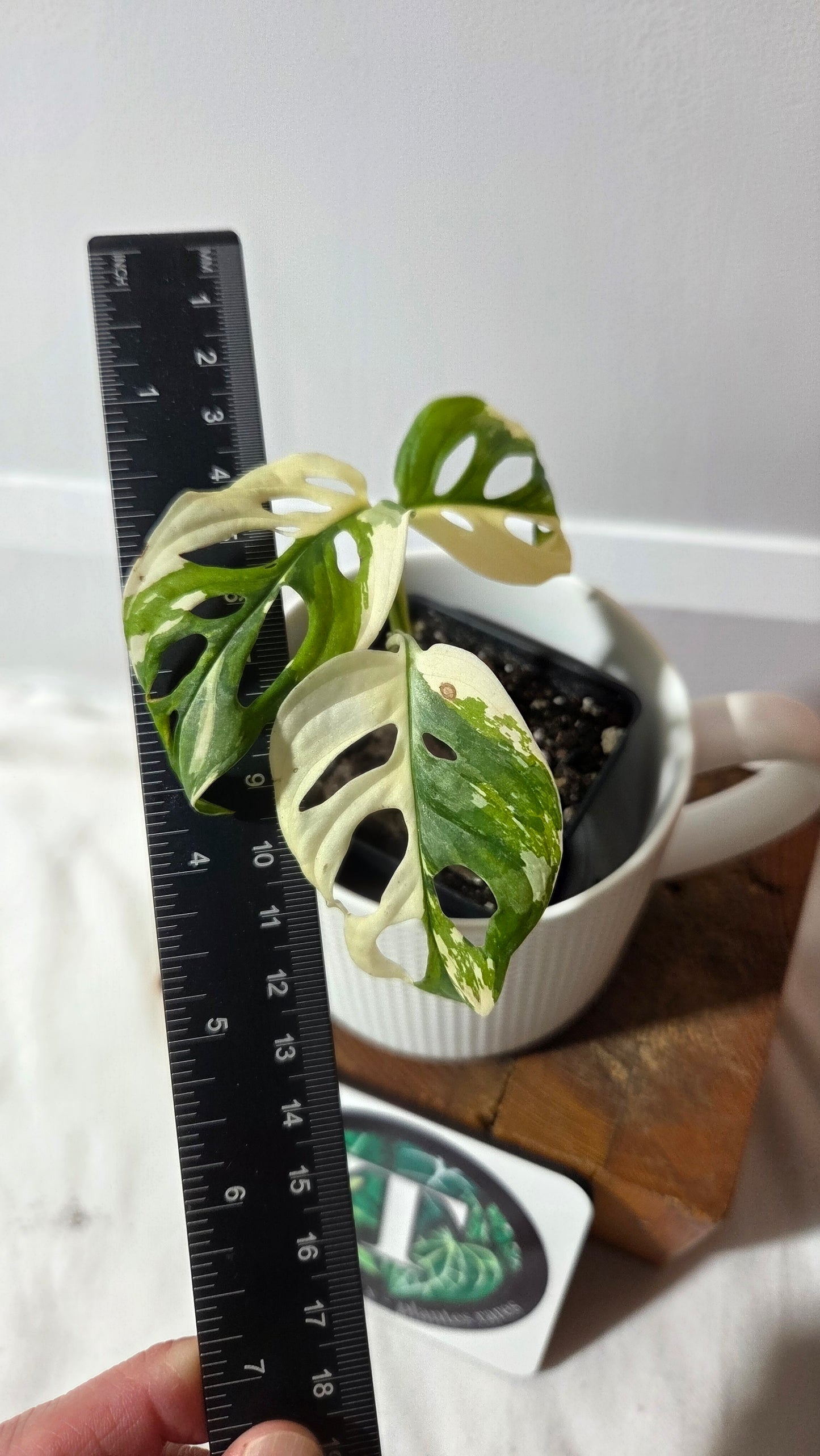 Monstera Andasonii Tricolore (MON-488)