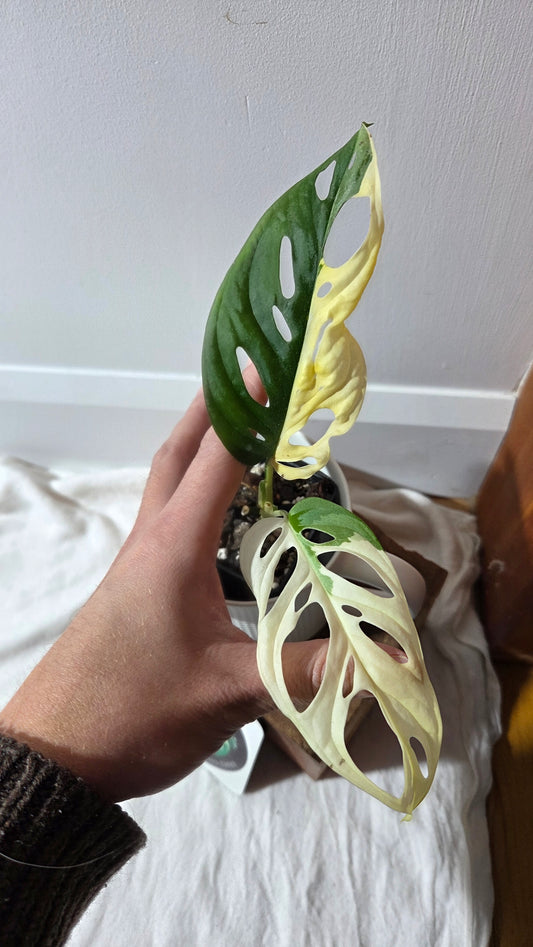 Monstera Andasonii Albo (MON-494)