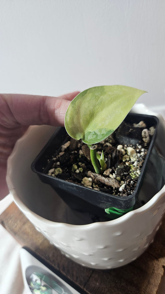 Scindapsus Swarnabhumi  (SCI-931)