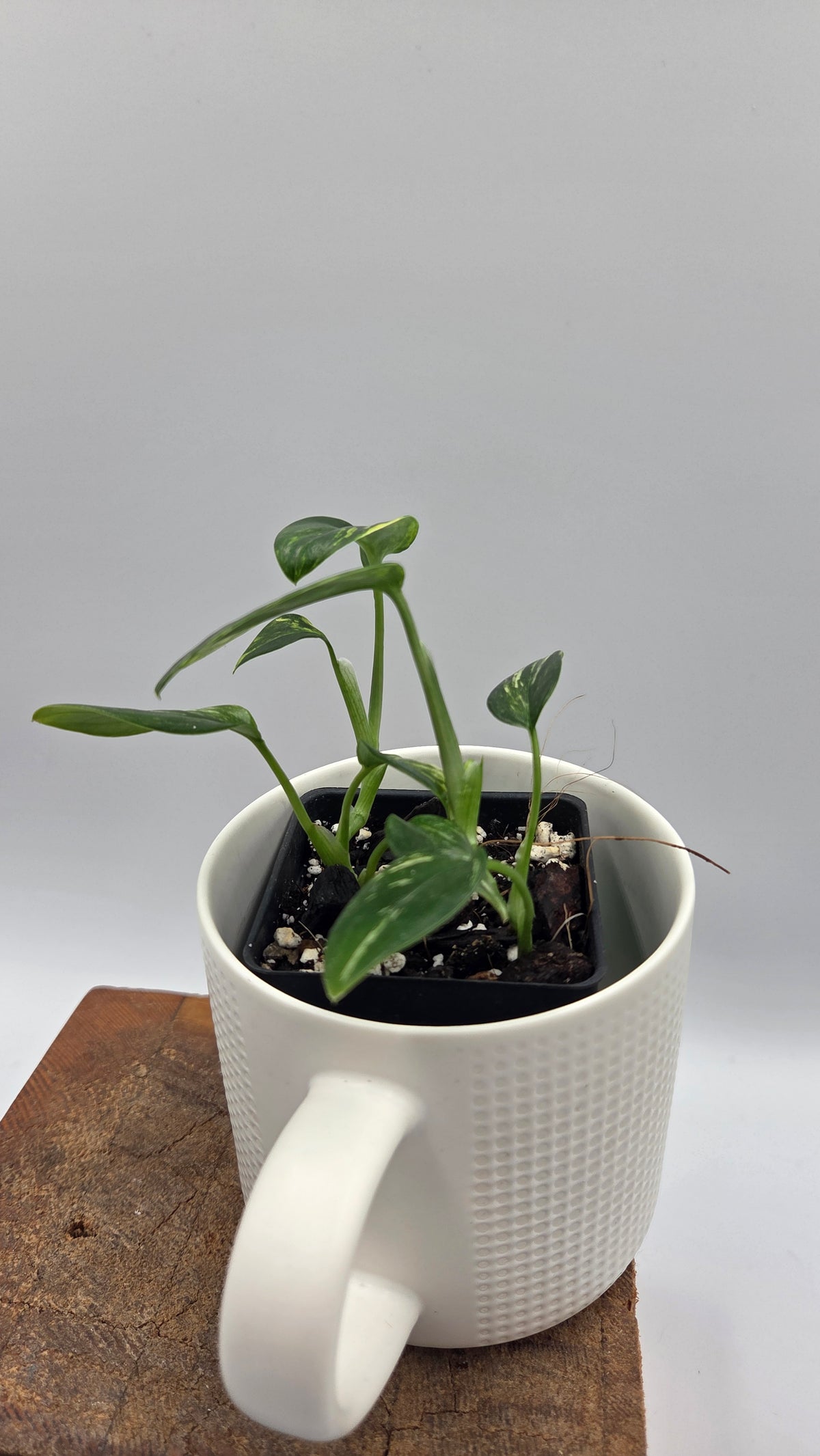 Monstera Standleyana Aurea (MON-585)