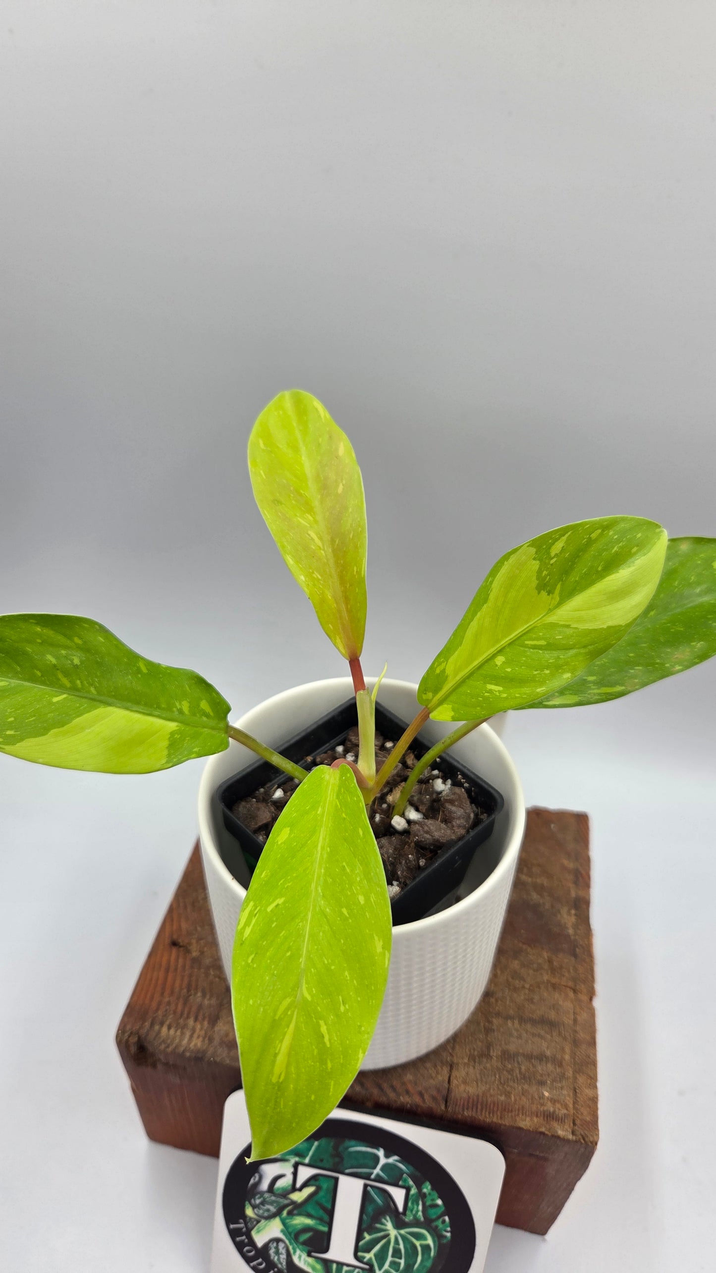 Philodendron Golden Goldness (PHI-1058)