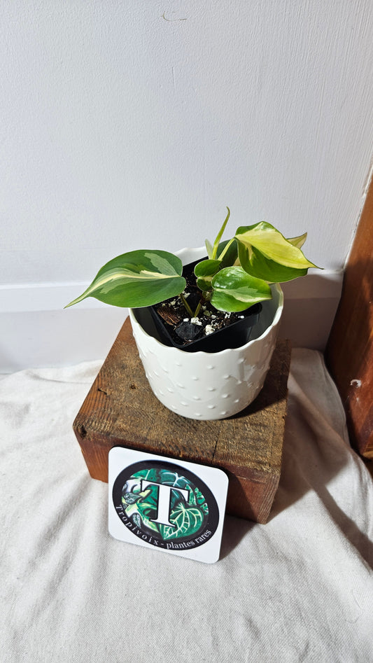Philodendron Hederaceum Silver Stripe (PHI-738)