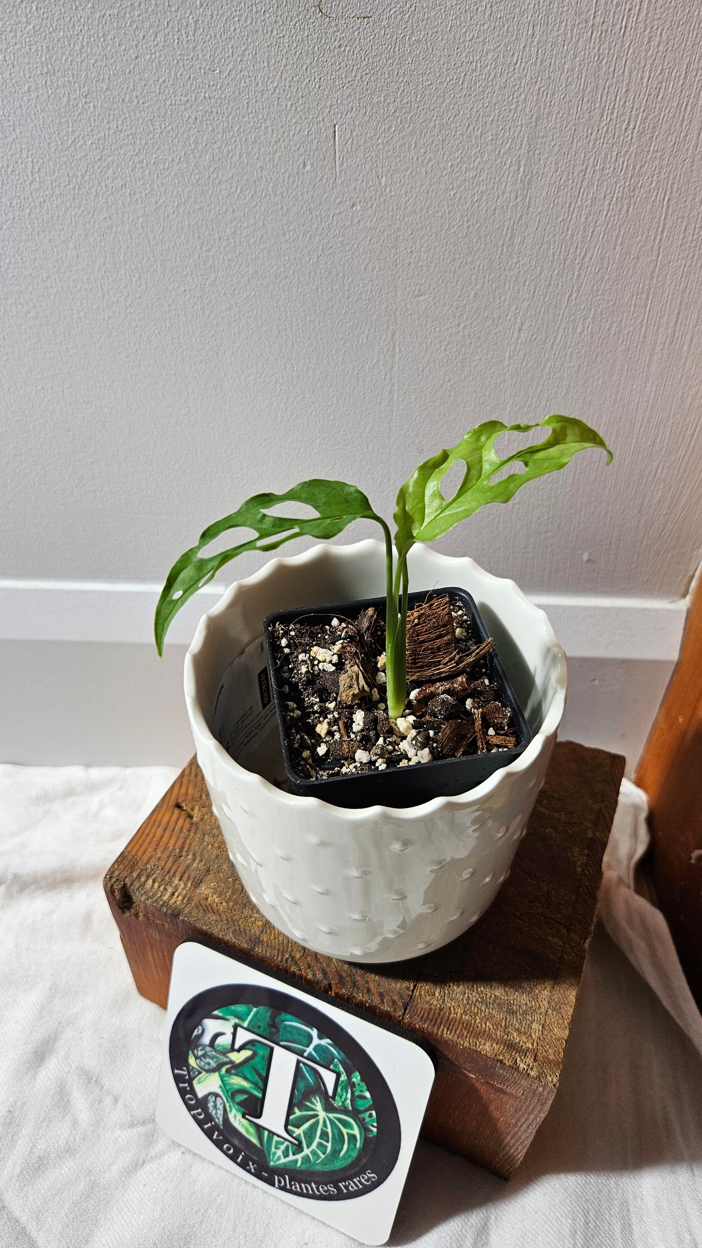 Monstera Obliqua Peru Narrow (MON-454)