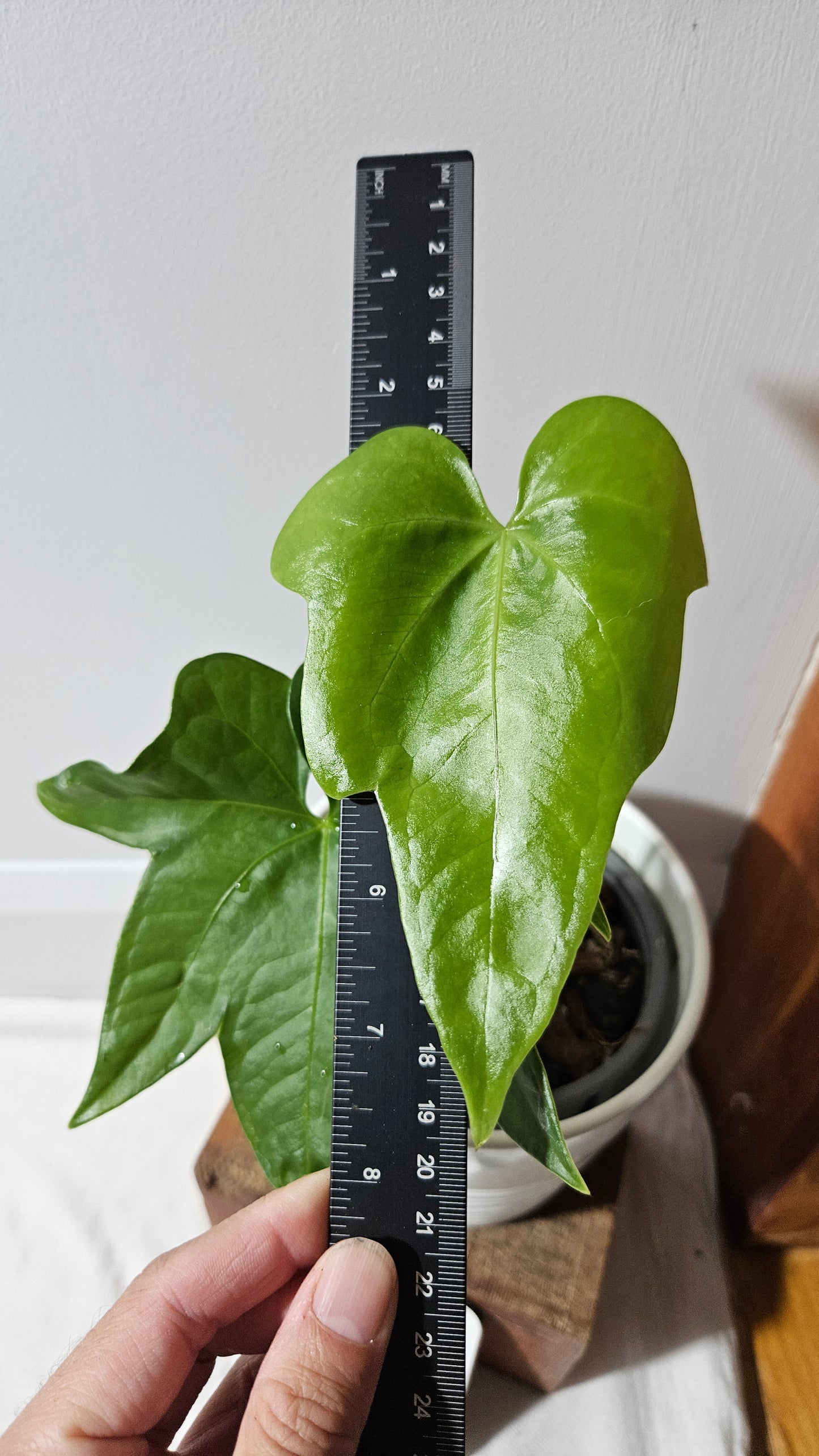 Anthurium Pterodactyl "format MOYEN" (ANT-554)