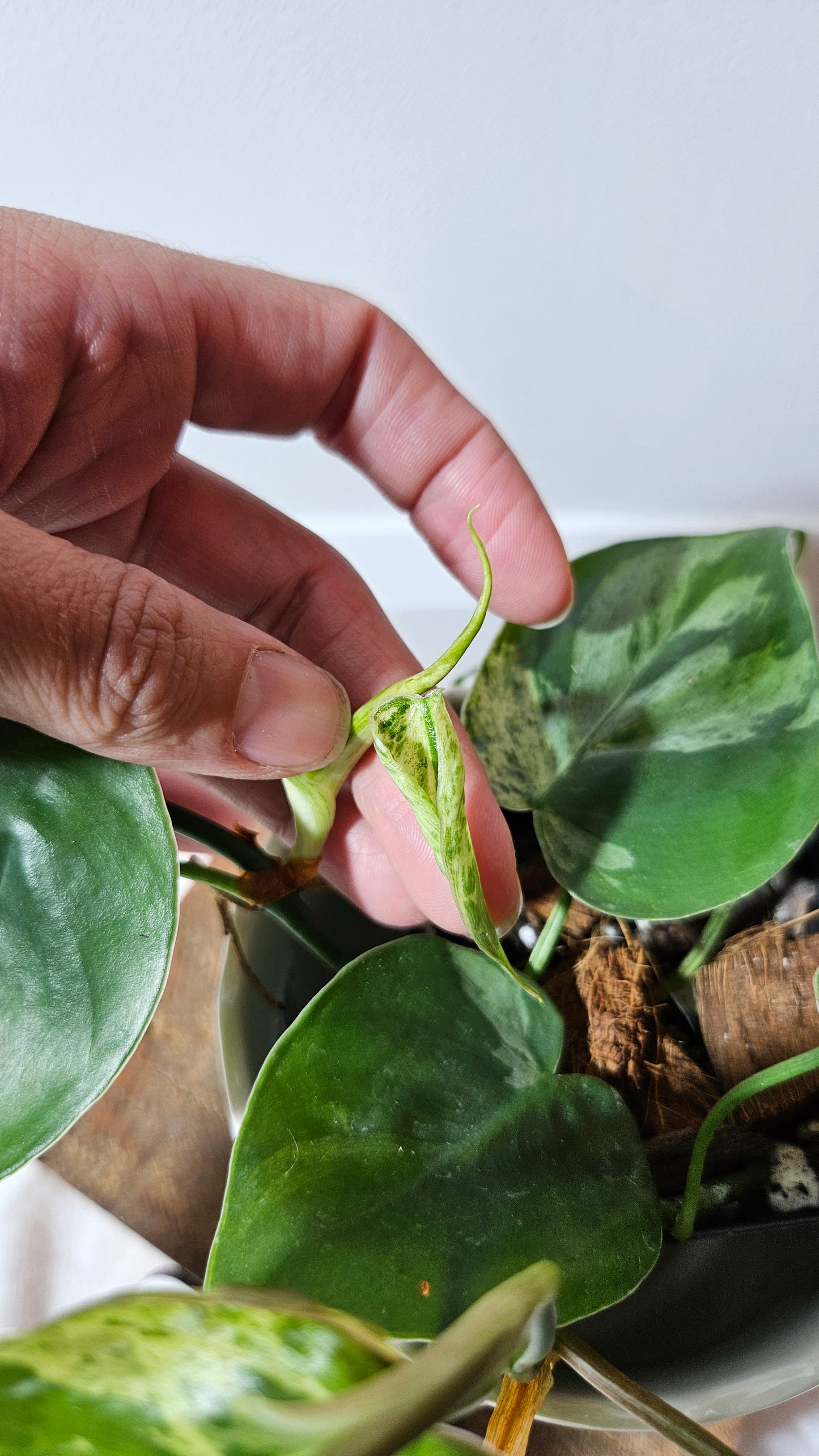 Philodendron Hederaceum Variegata (PHI-557)