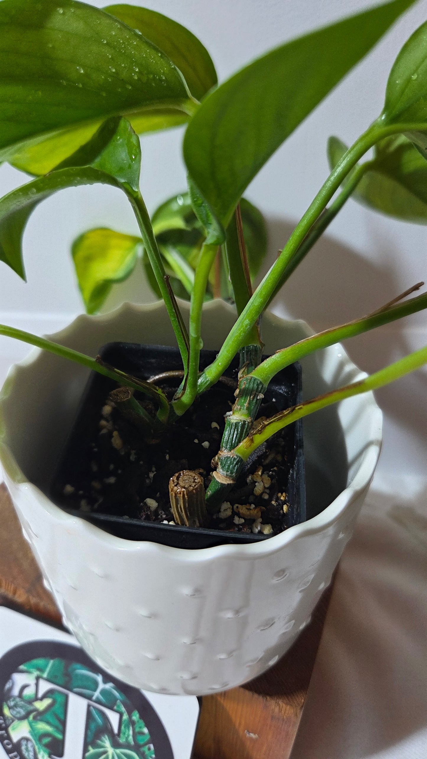 Epipremnum Aureum Manjula yellow/Olivia/Mint (EPI-238)