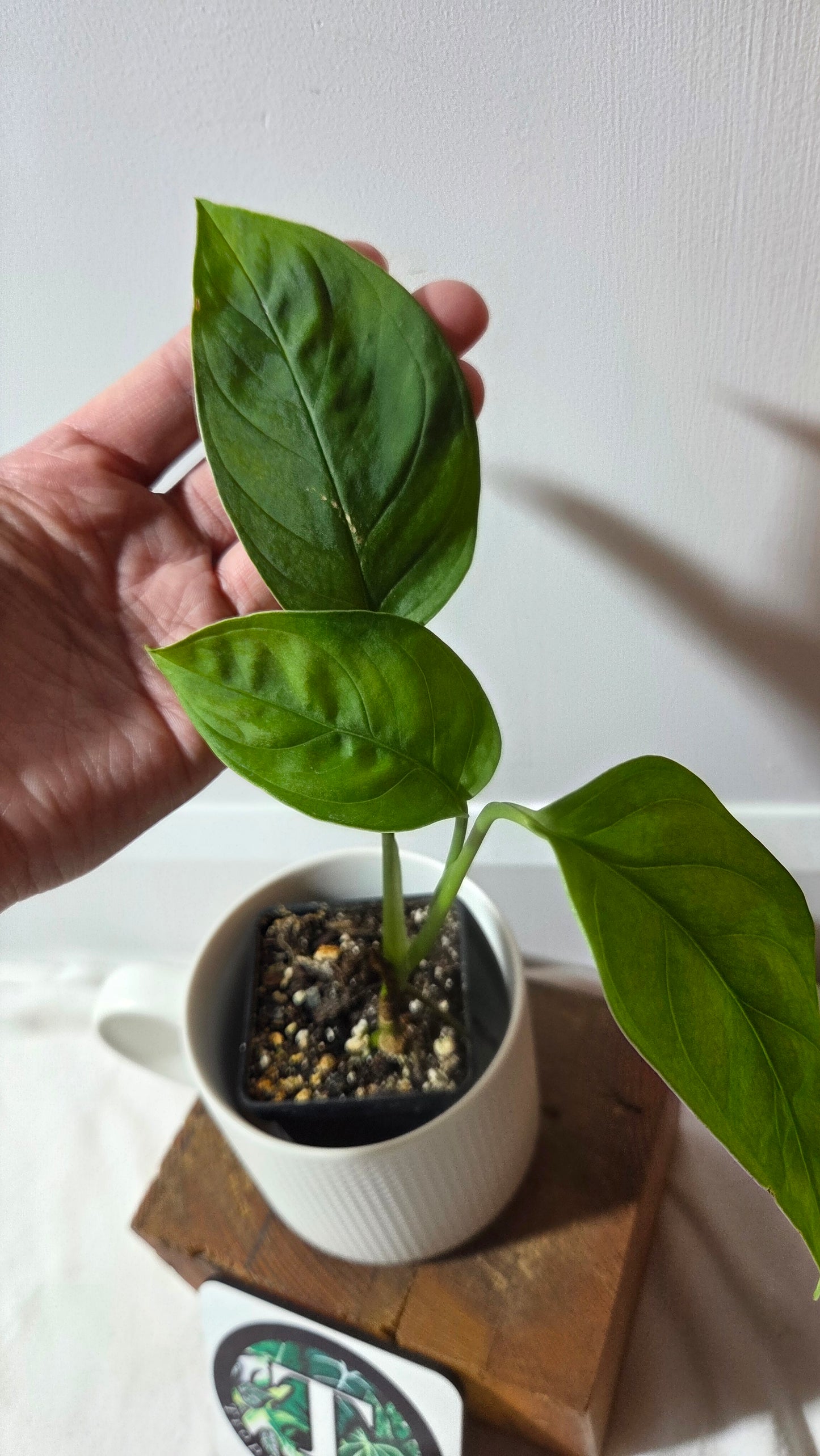 Monstera Obliqua Aff LaUnion (MON-517)