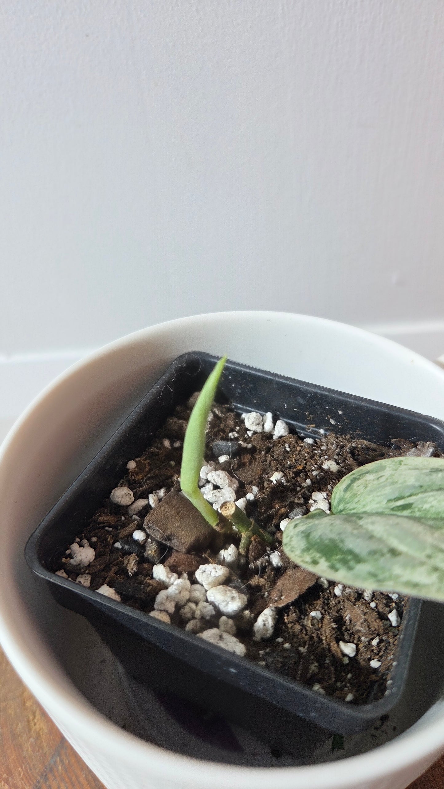 Scindapsus Peasun (SCI-1353)