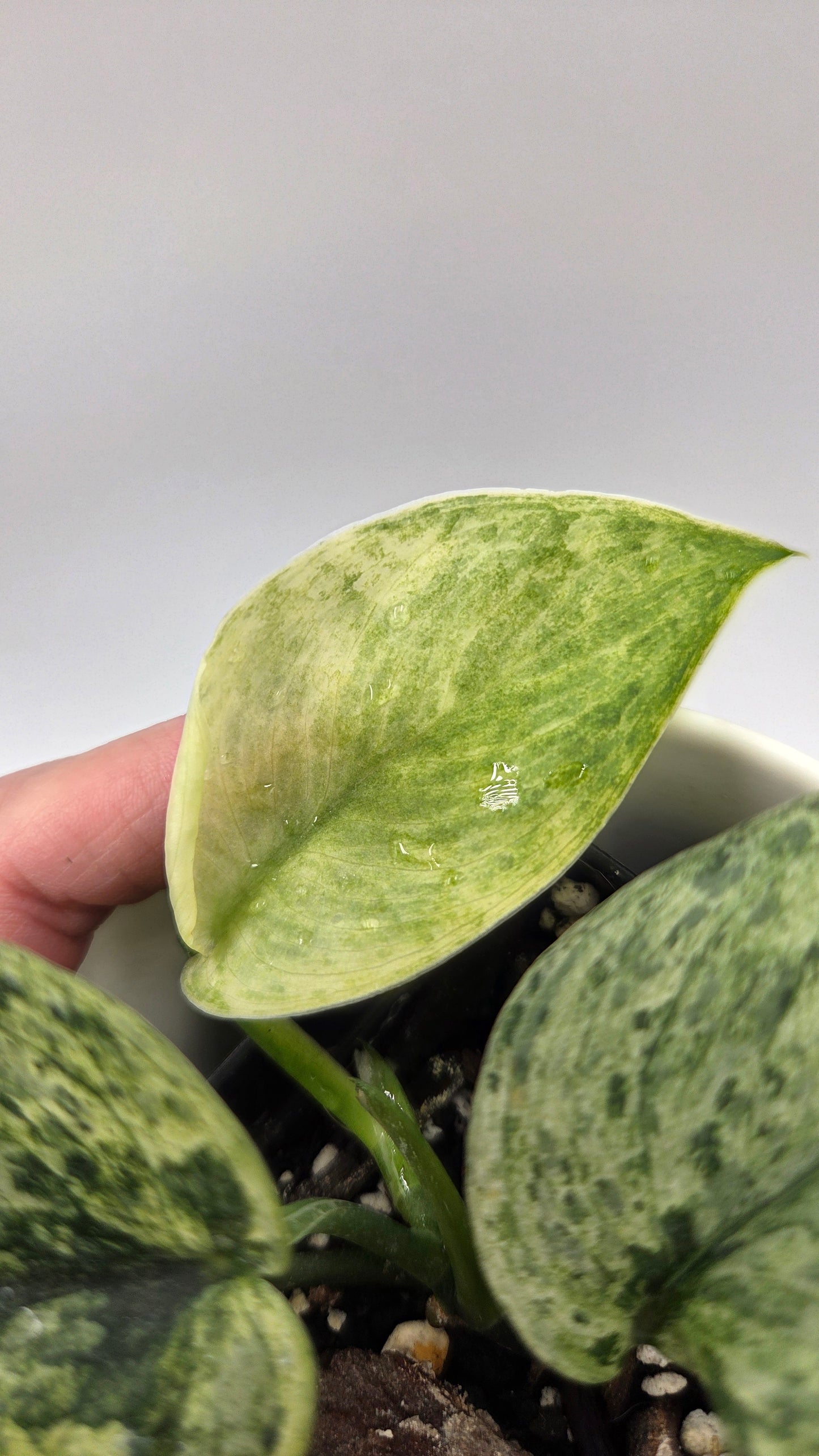 Scindapsus Silver Satin albo (SCI-1375)