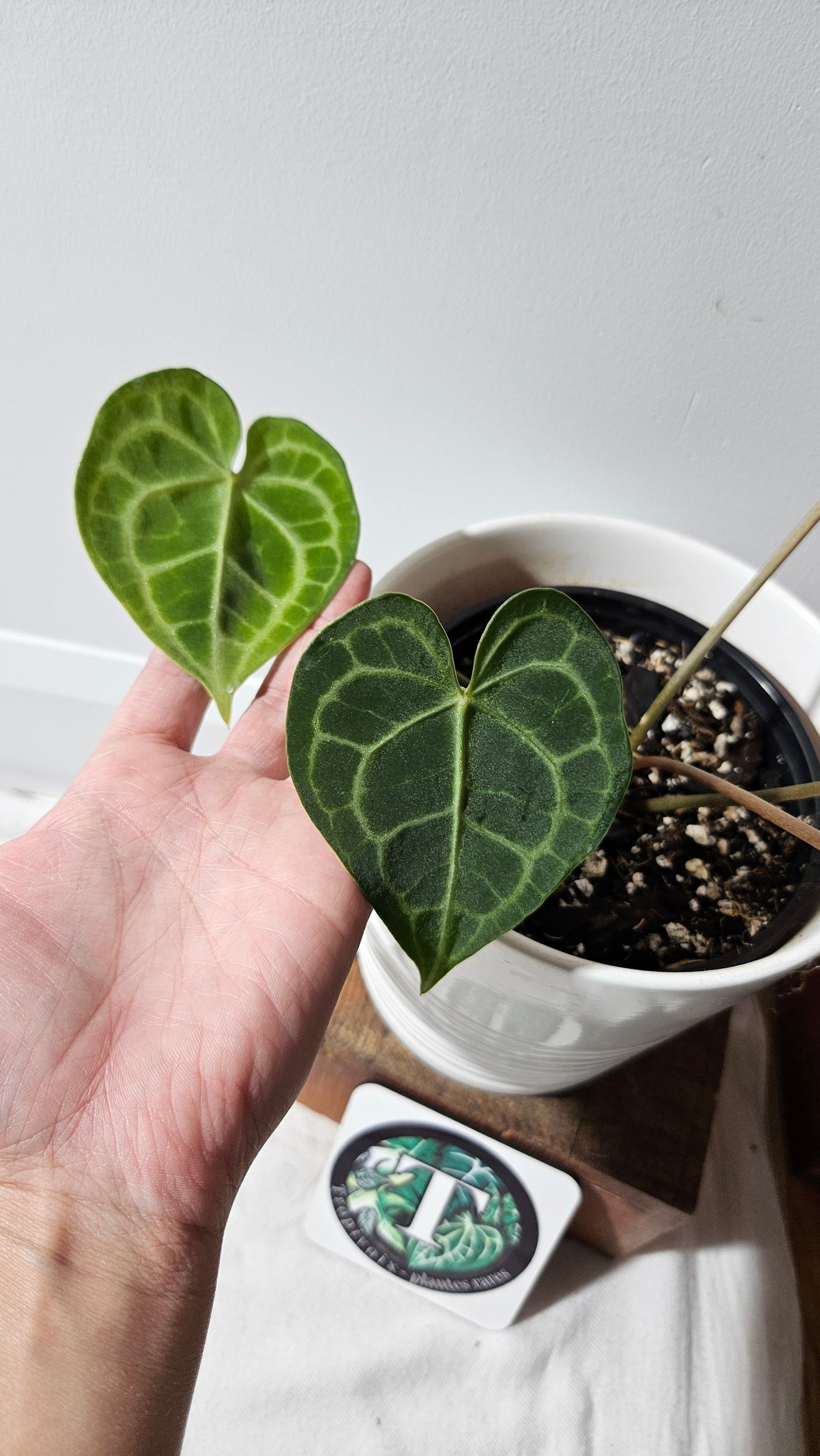 Anthurium  Clarinervium Tarentula "format LARGE" (ANT-567)