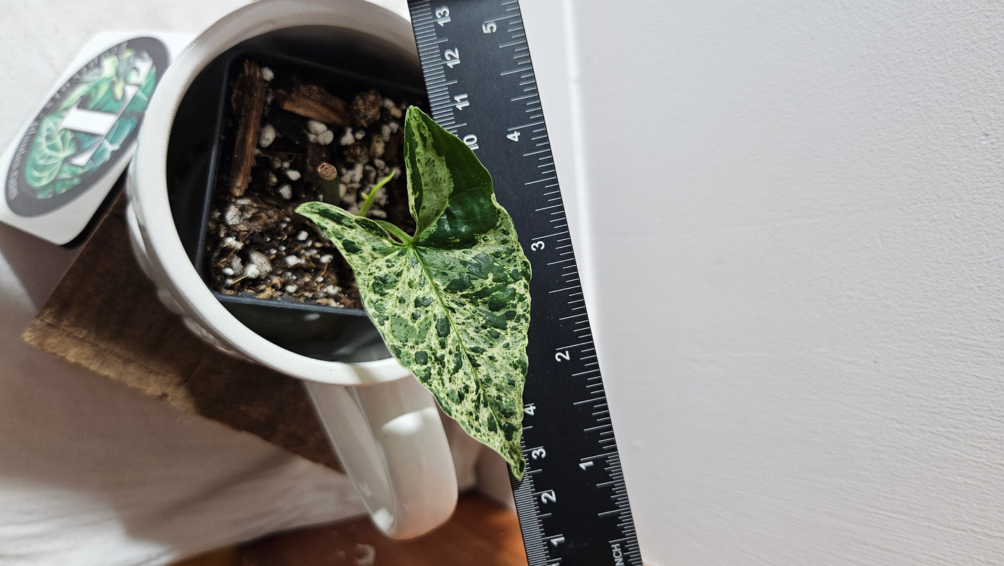 Syngonium Mojito (SYN-463)