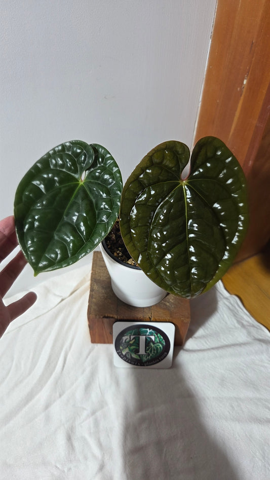 Anthurium Luxurian Velvet Special "LARGE format" (ANT-131)