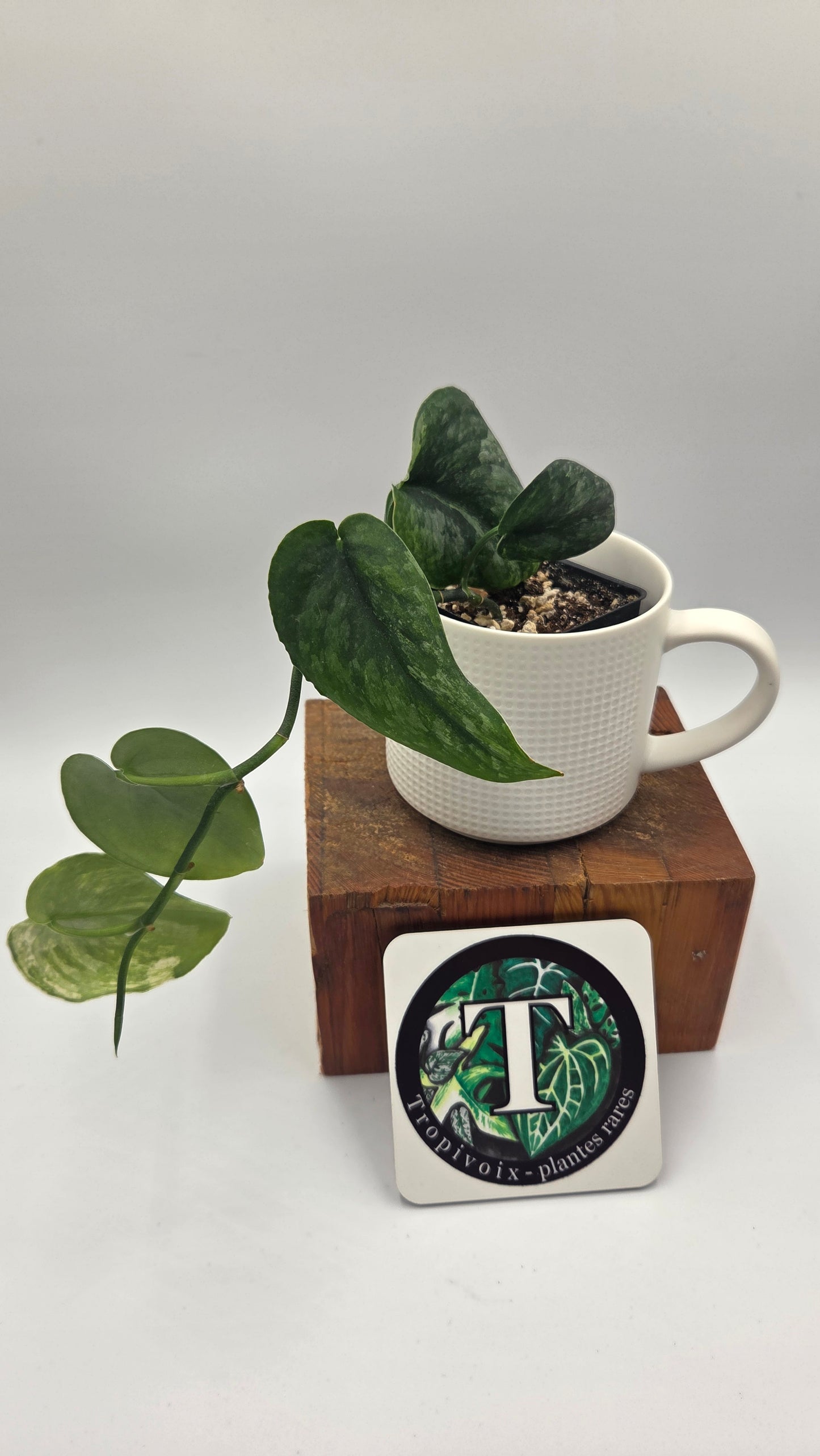 Scindapsus Dark Splash Variegata (SCI-775)