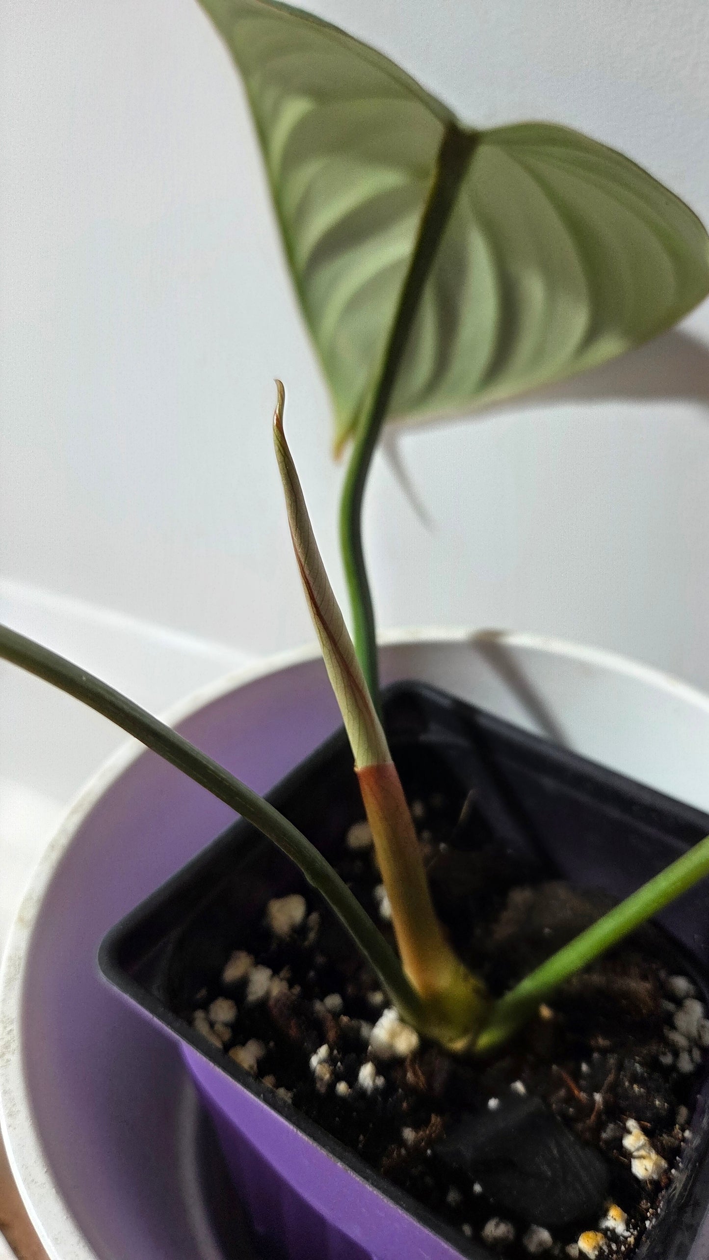 Philodendron Gloriosum (PHI-1013)