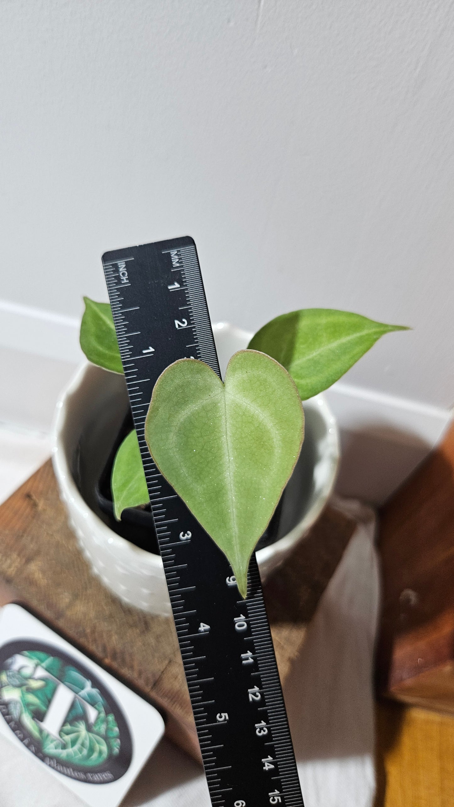 Anthurium  Clarinervium Hybrid "format PETIT" (ANT-548)