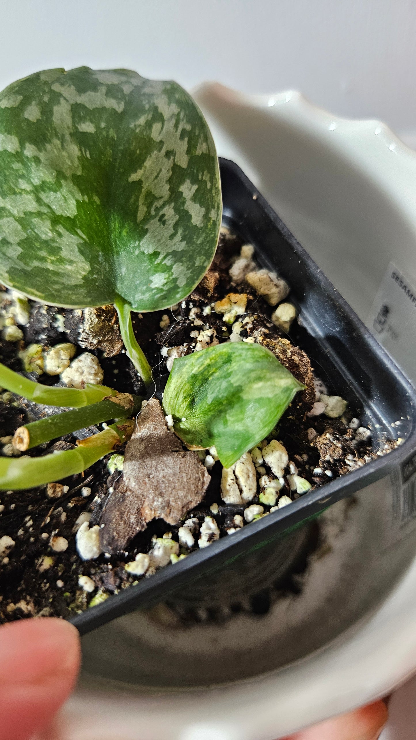 Scindapsus Geulis (SCI-1044)