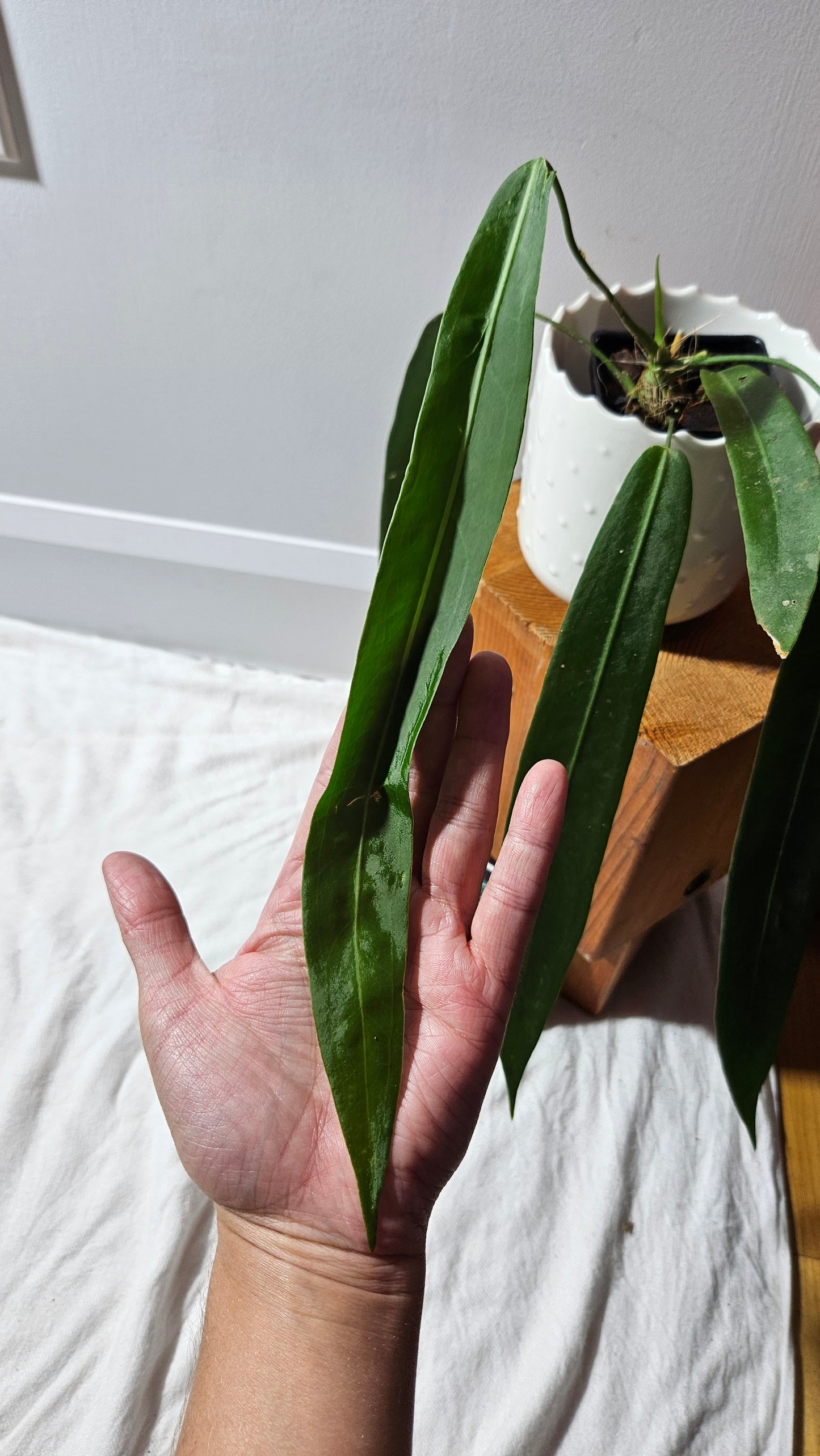 Anthurium Pallidiflorum "format MOYEN/LARGE"(ANT-600)